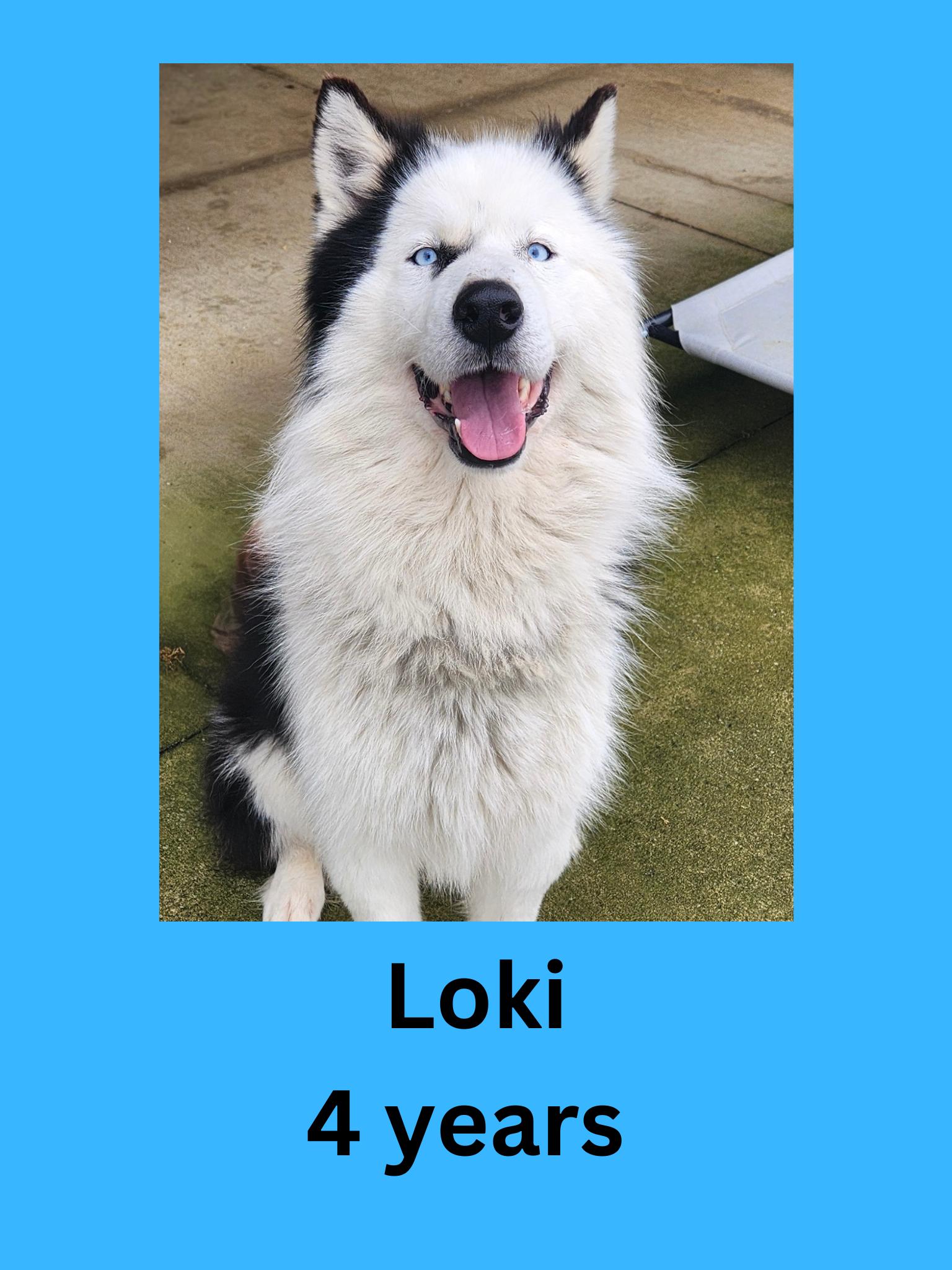 Loki, adopted, Adult Male Husky.