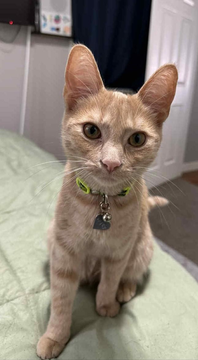 Spicy Jalapeño - In Foster