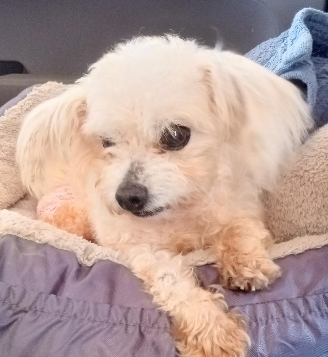 Button, Adopted, Adult Male Miniature Poodle.