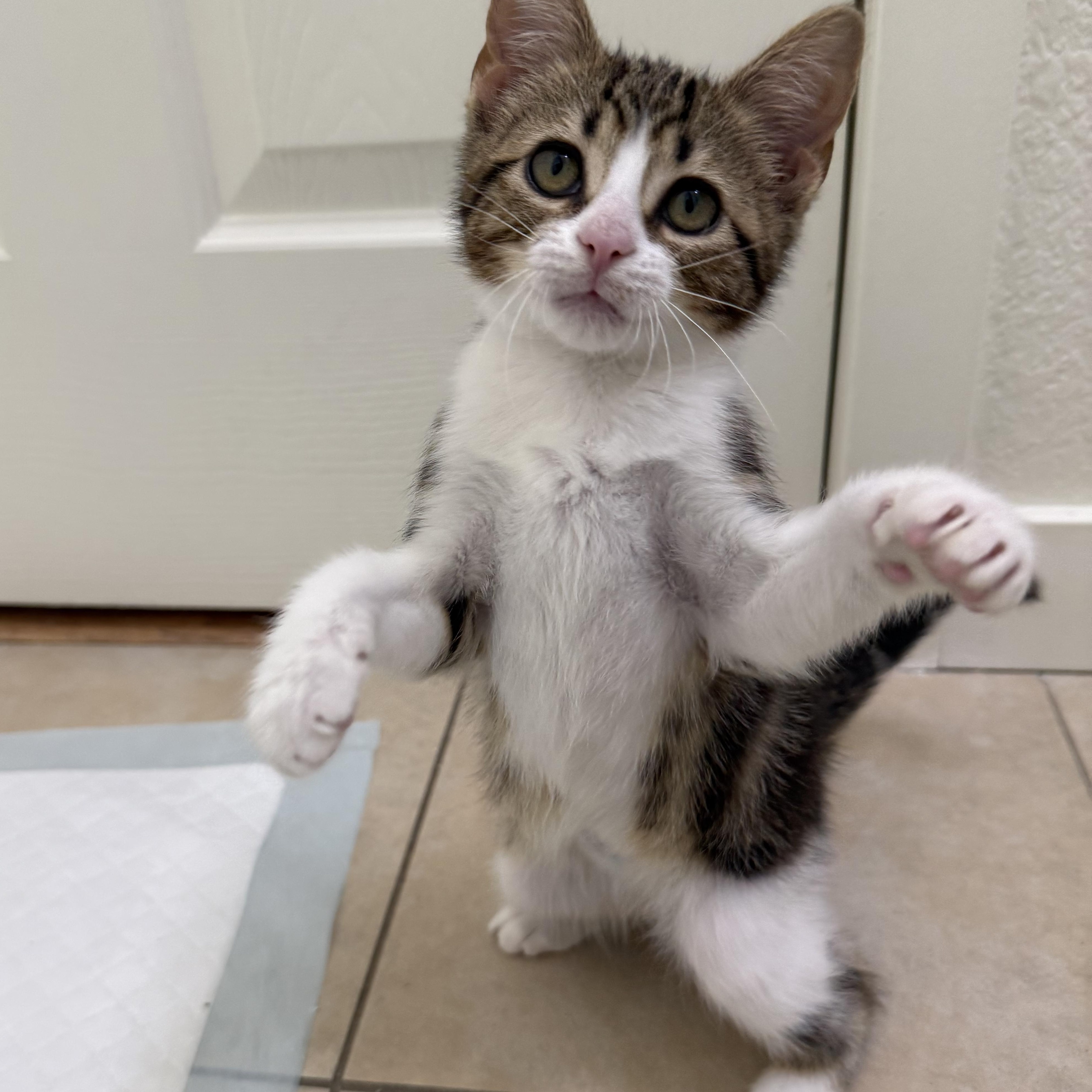 Enlarge Beau Carrillo, an adopted Domestic Short Hair in Denver, CO image 5/5