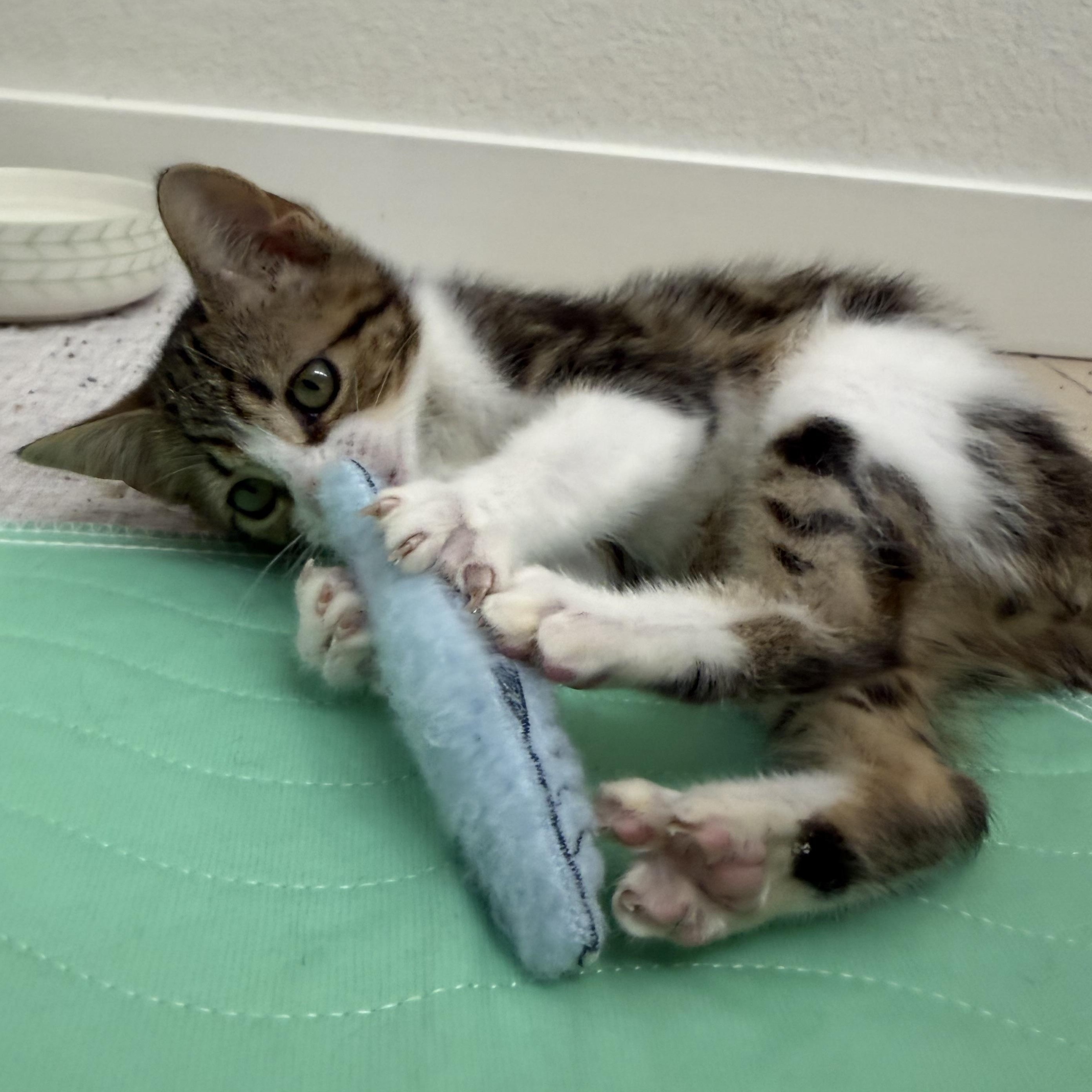 Enlarge Beau Carrillo, an adopted Domestic Short Hair in Denver, CO image 4/5