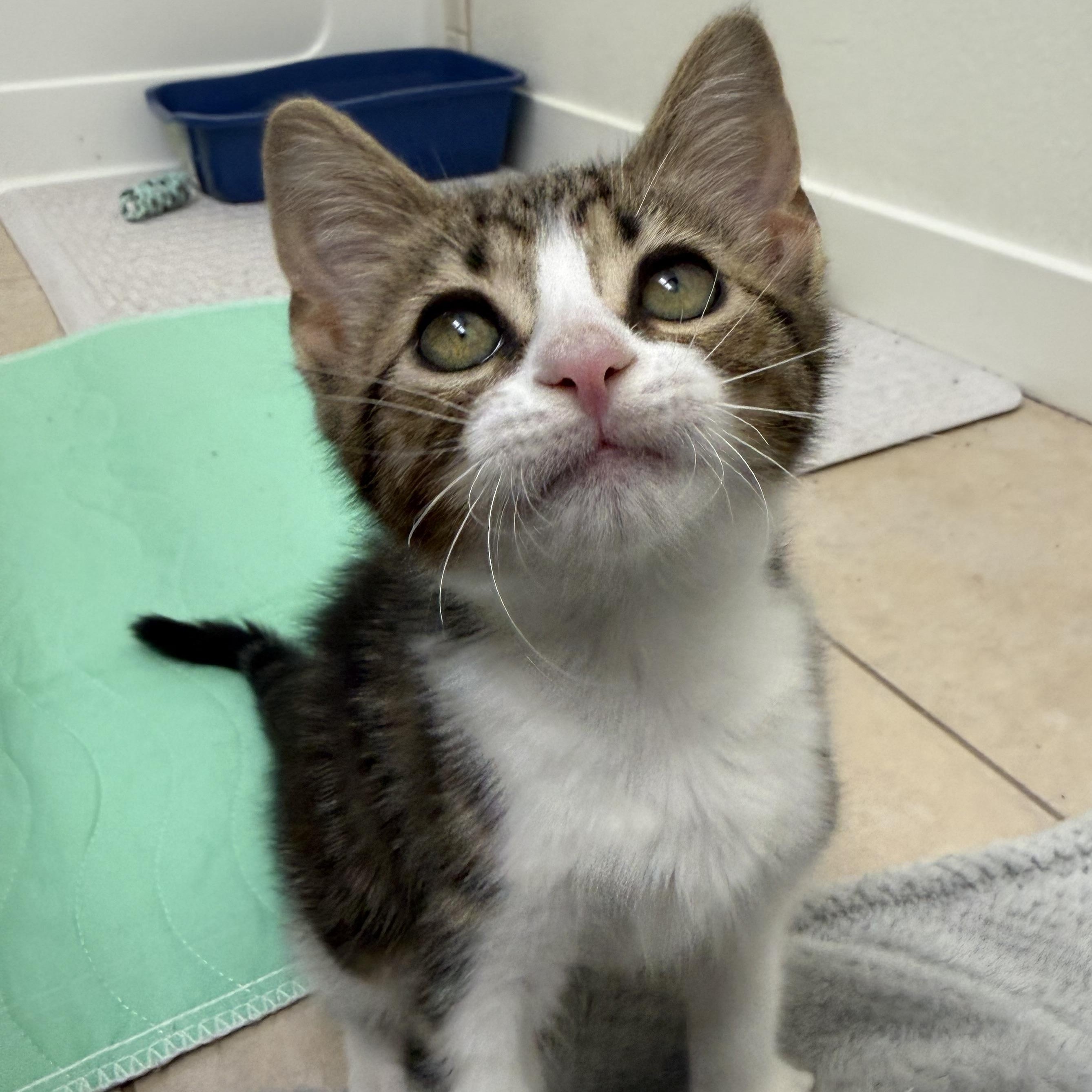 Enlarge Beau Carrillo, an adopted Domestic Short Hair in Denver, CO image 3/5