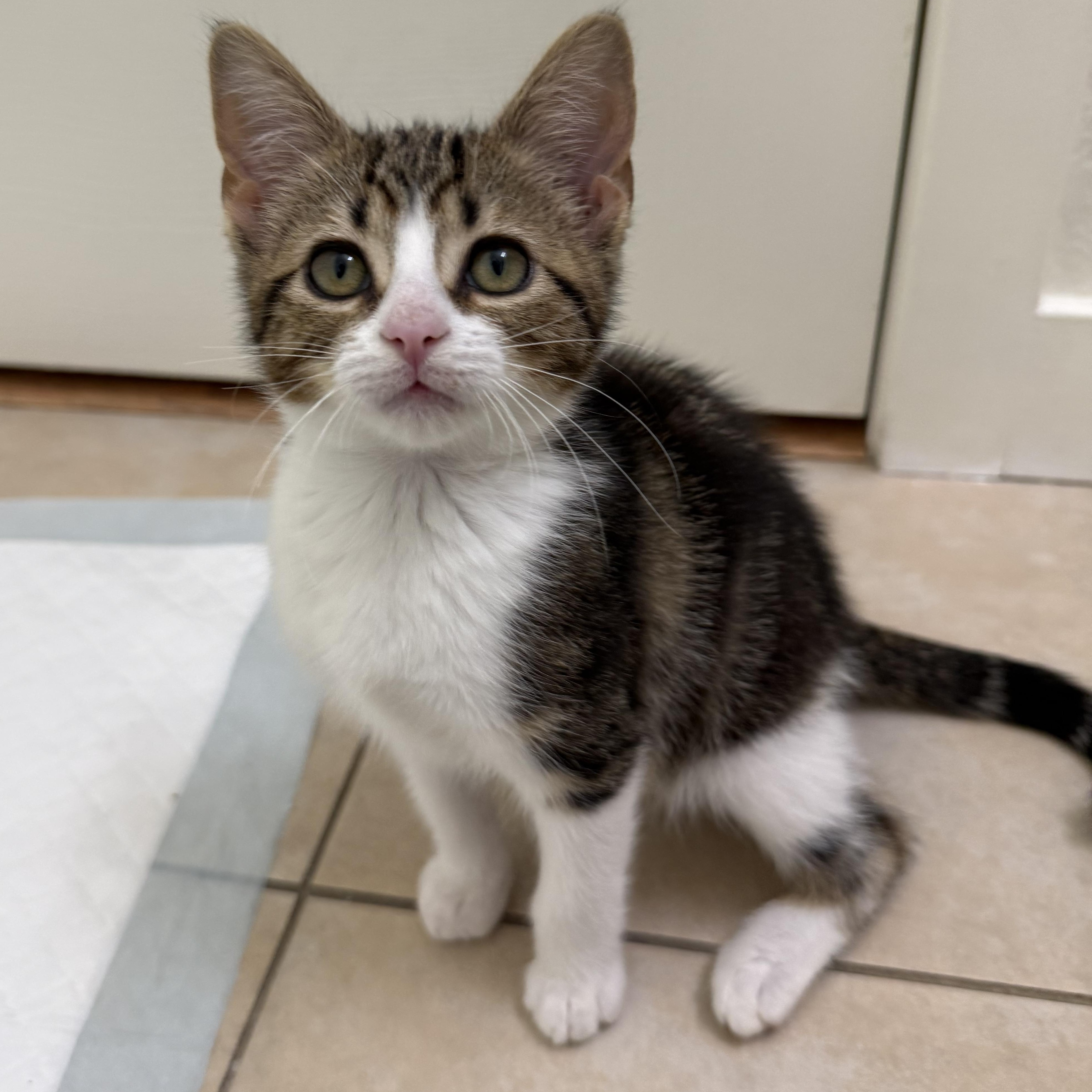Beau Carrillo, adopted, Kitten Male Domestic Short Hair.