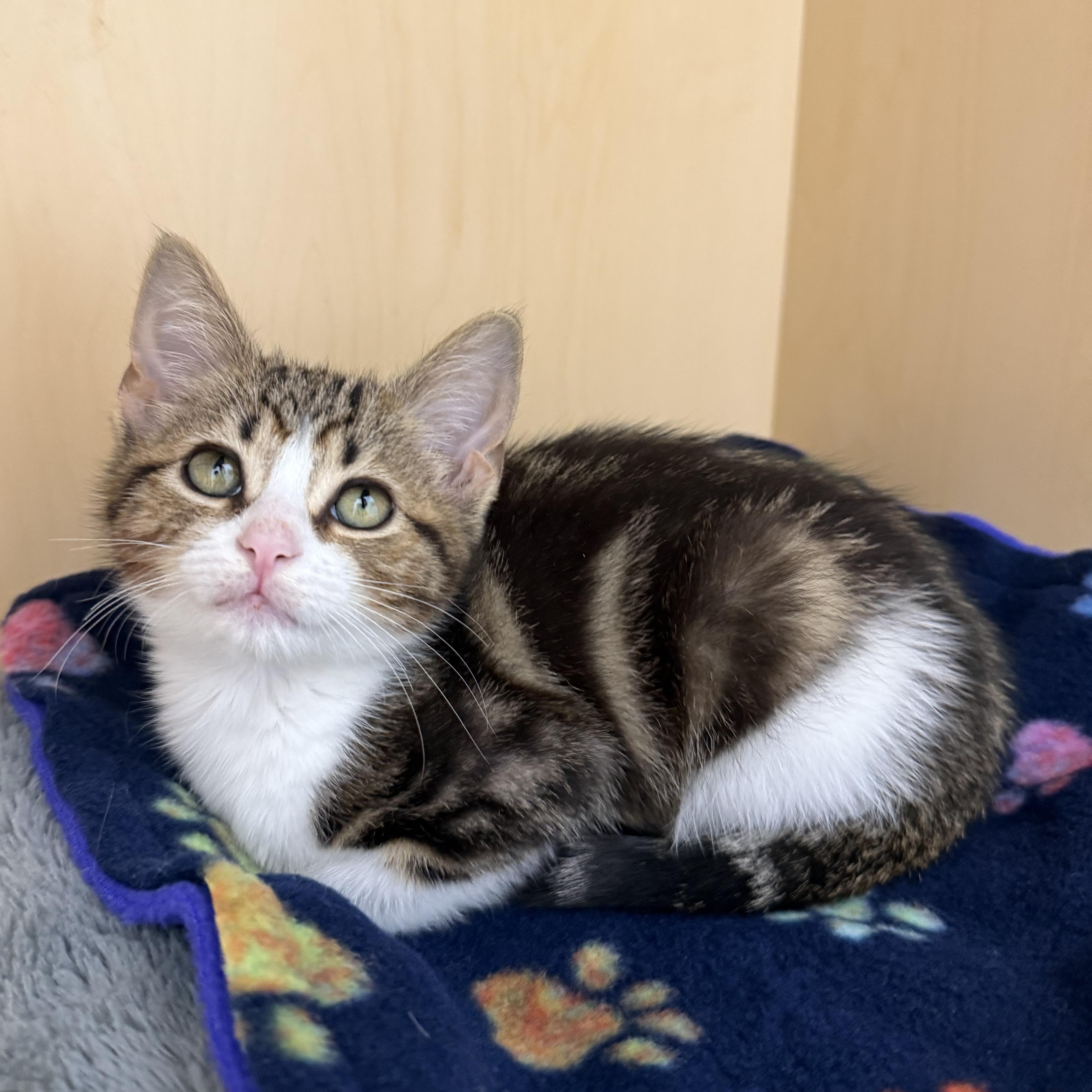 Enlarge Beau Carrillo, an adopted Domestic Short Hair in Denver, CO image 2/5