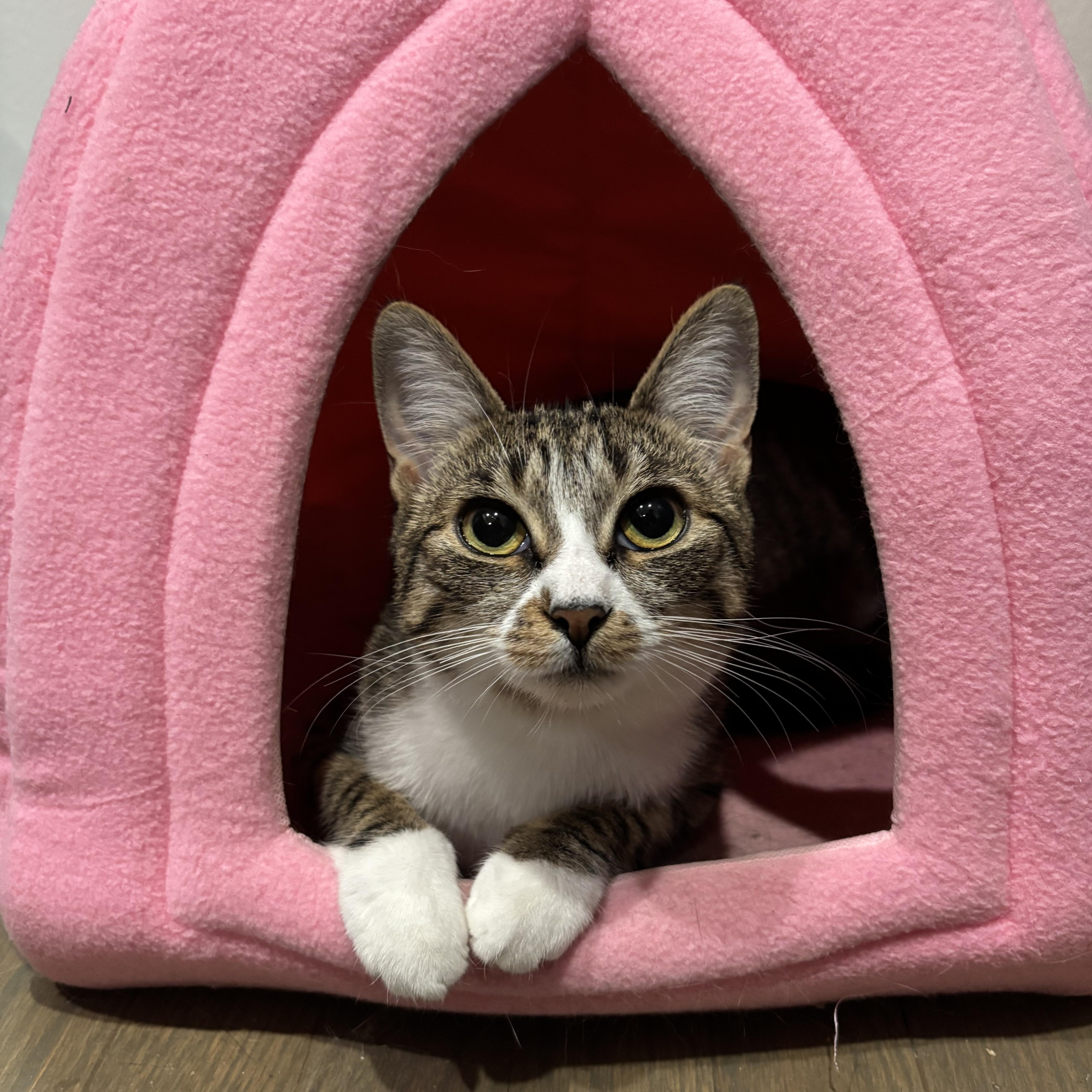 Enlarge Blossom (F) & Sprout (M) (bonded pair), a Adoptable Domestic Short Hair in Fresh Meadows, NY image 4/6