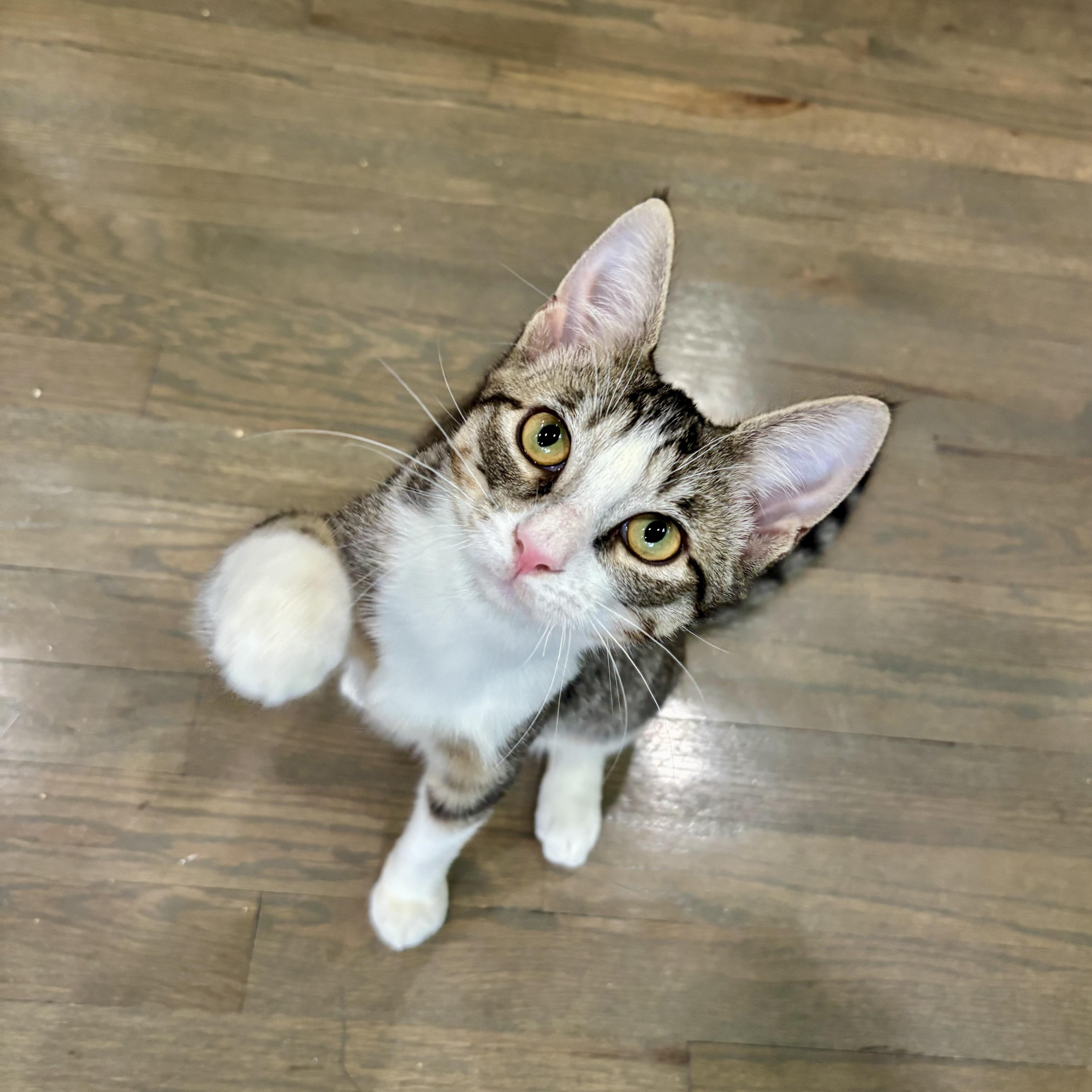 Blossom (F) & Sprout (M) (bonded pair), Adoptable, Kitten Female Domestic Short Hair.