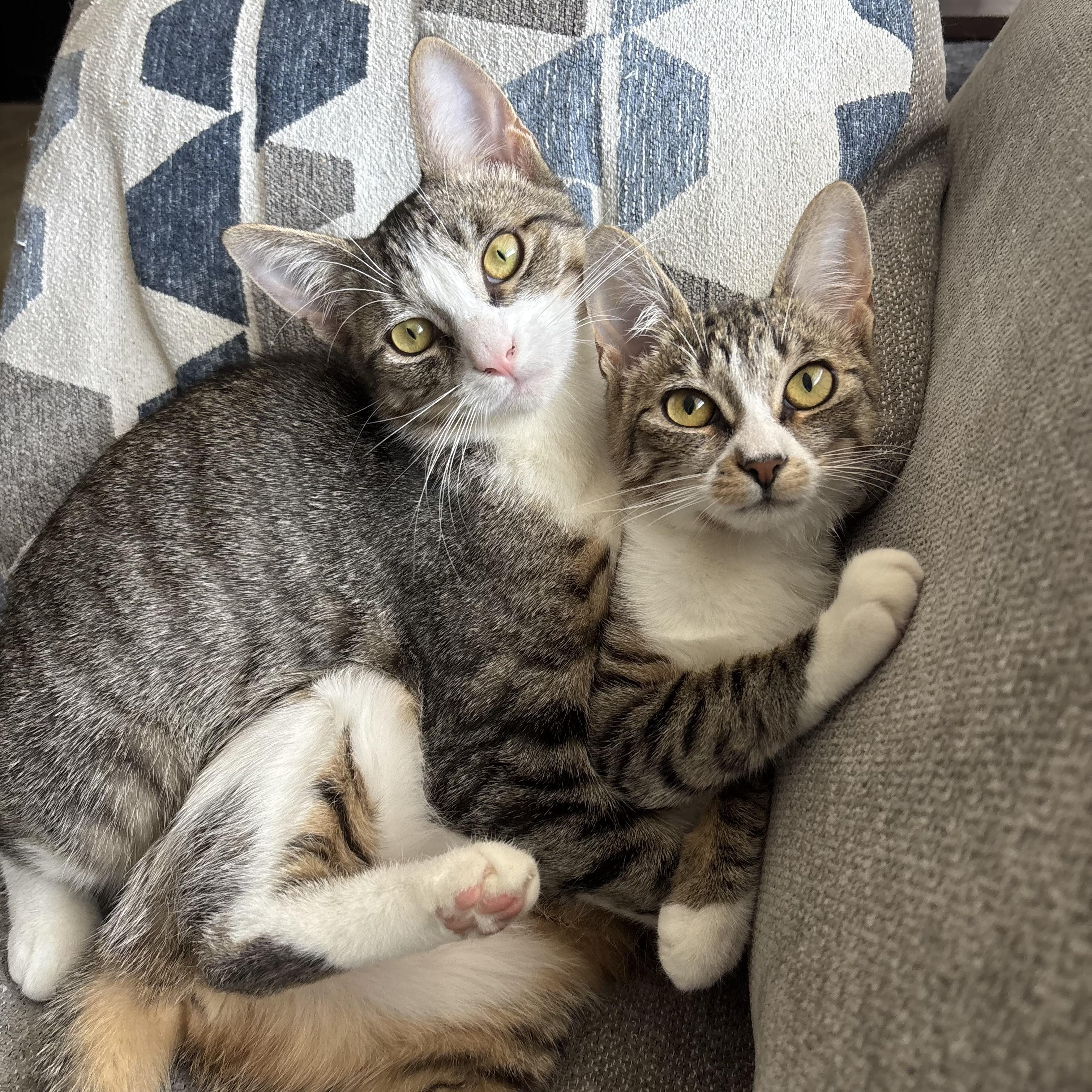 Enlarge Blossom (F) & Sprout (M) (bonded pair), a Adoptable Domestic Short Hair in Fresh Meadows, NY image 1/6