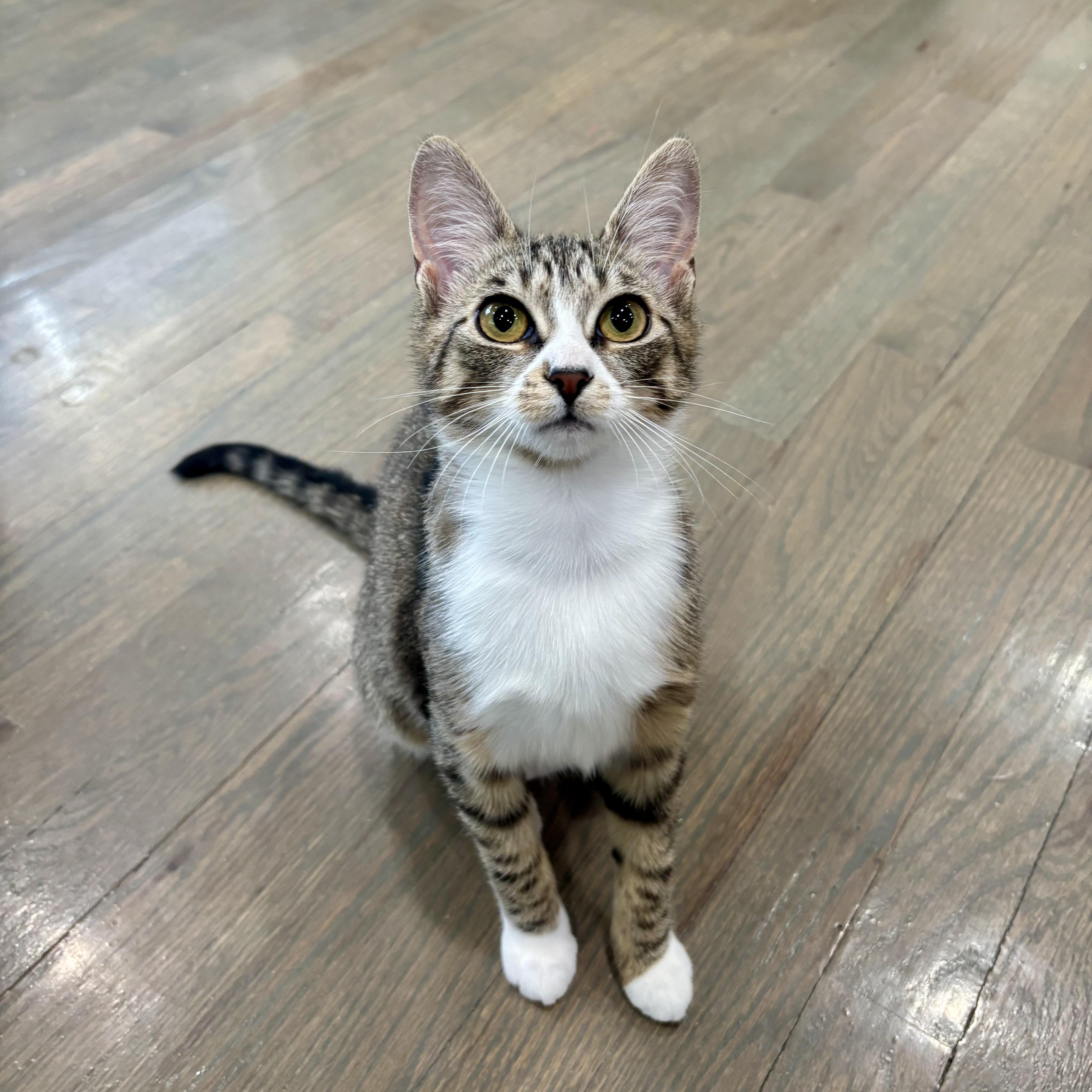 Enlarge Blossom (F) & Sprout (M) (bonded pair), a Adoptable Domestic Short Hair in Fresh Meadows, NY image 6/6