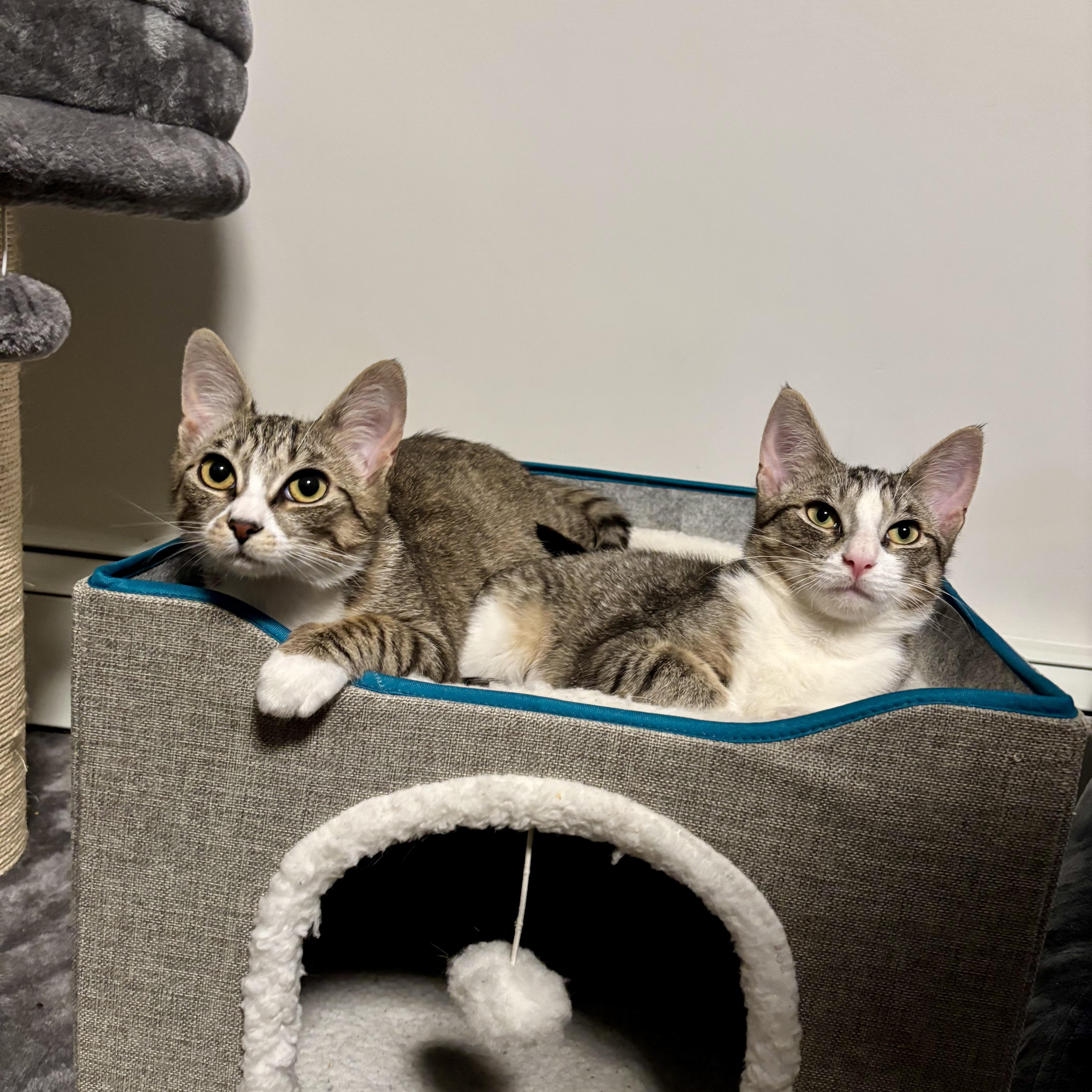 Enlarge Blossom (F) & Sprout (M) (bonded pair), a Adoptable Domestic Short Hair in Fresh Meadows, NY image 3/6