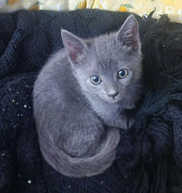 Enlarge TOOTLES, a Adopted Domestic Short Hair in Burbank, CA image 1/1