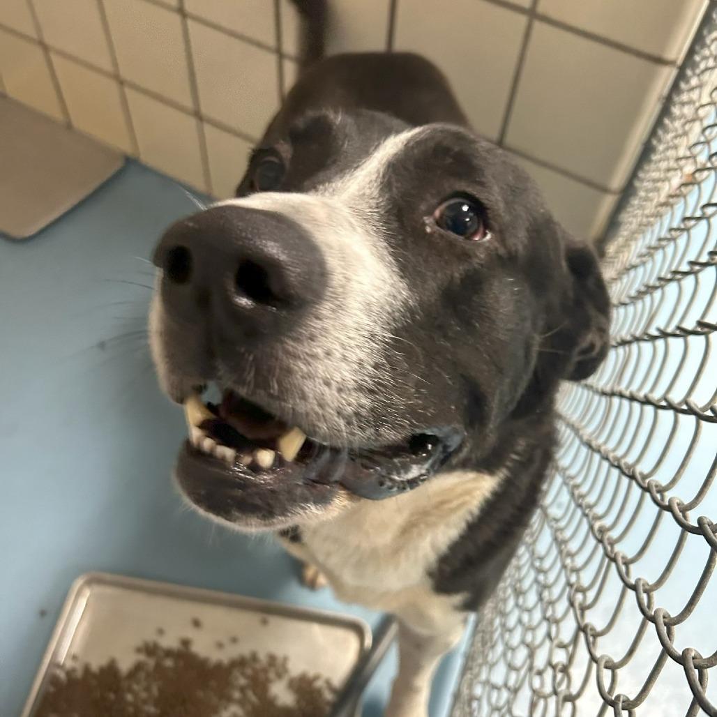 Champ, Adoptable, Adult Male Saint Bernard.