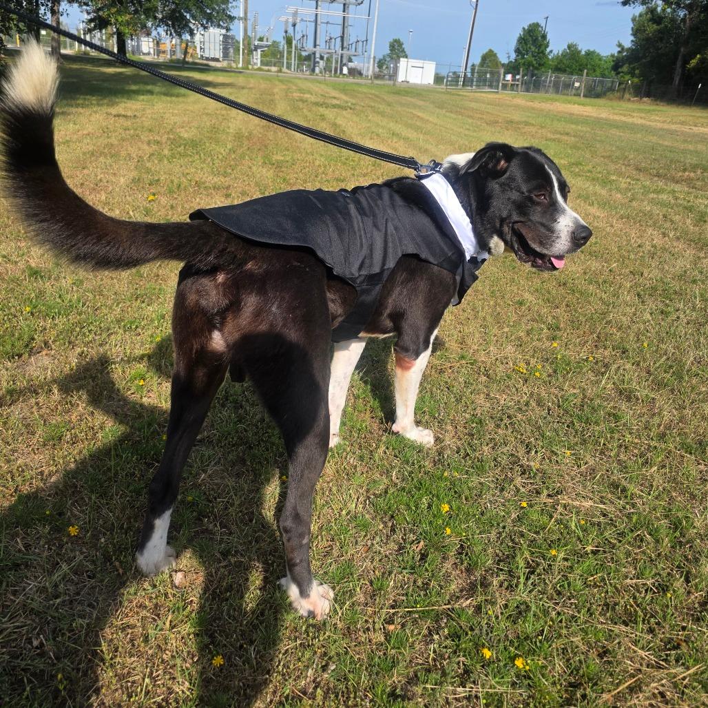 Champ, a Adoptable Saint Bernard in Lufkin, TX image 2/5