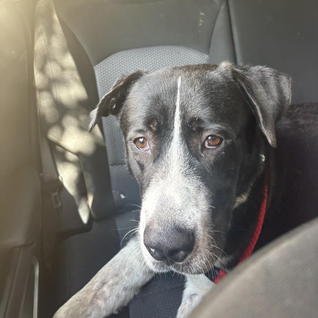 Champ, a Adoptable Saint Bernard in Lufkin, TX image 3/5