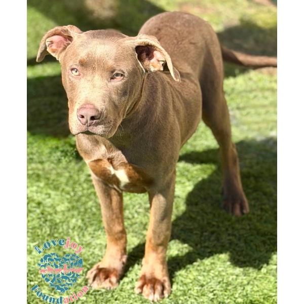 Enlarge 3 Musketeers Litter-Athos COH, an adopted mixed breed in Inglewood, CA image 2/2