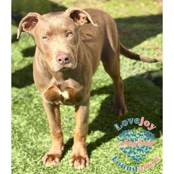 Enlarge 3 Musketeers Litter-Athos COH, an adopted mixed breed in Inglewood, CA image 1/2