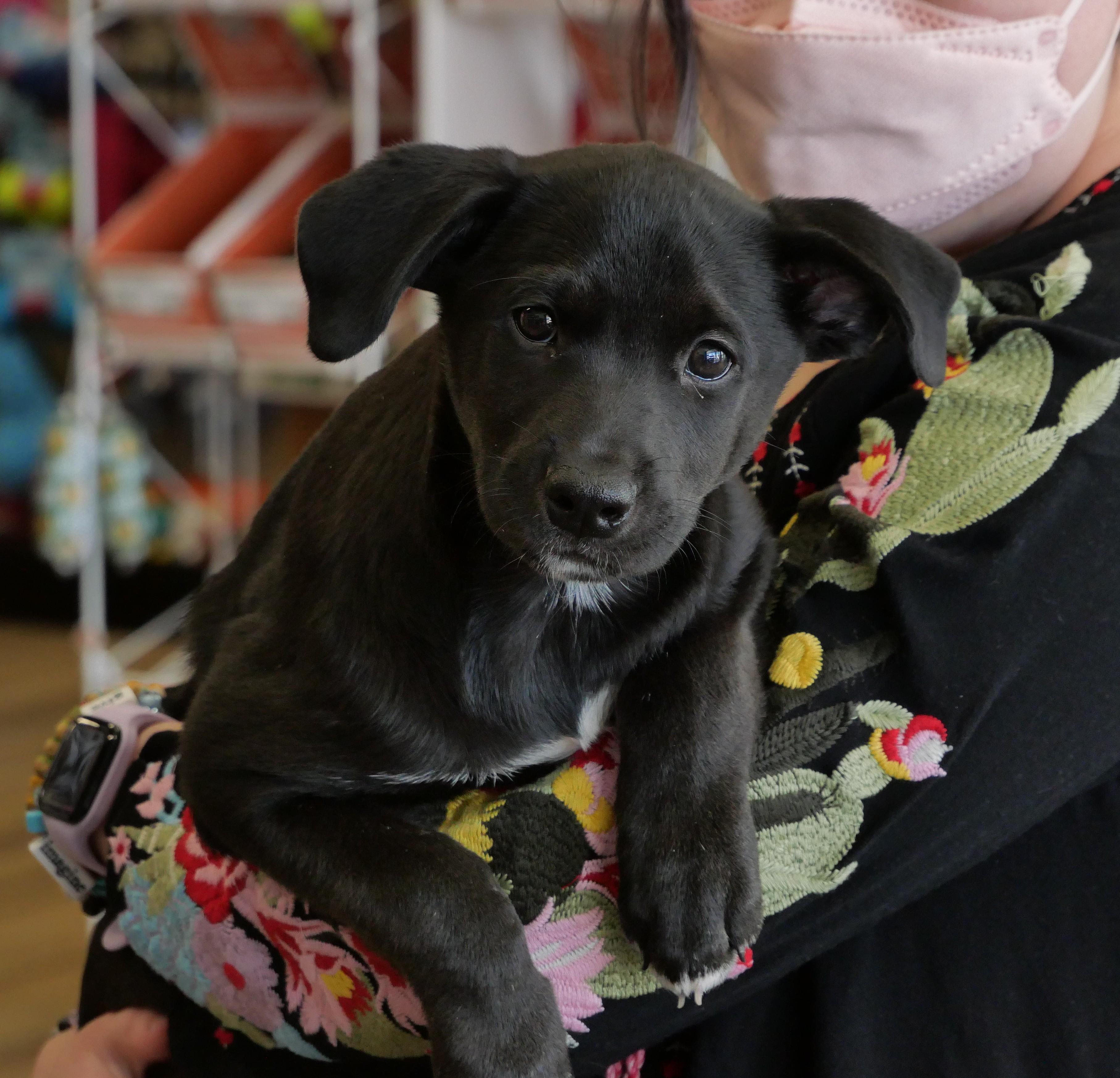 Enlarge Squeaks, a Adoptable mixed breed in Ellicott City, MD image 4/4