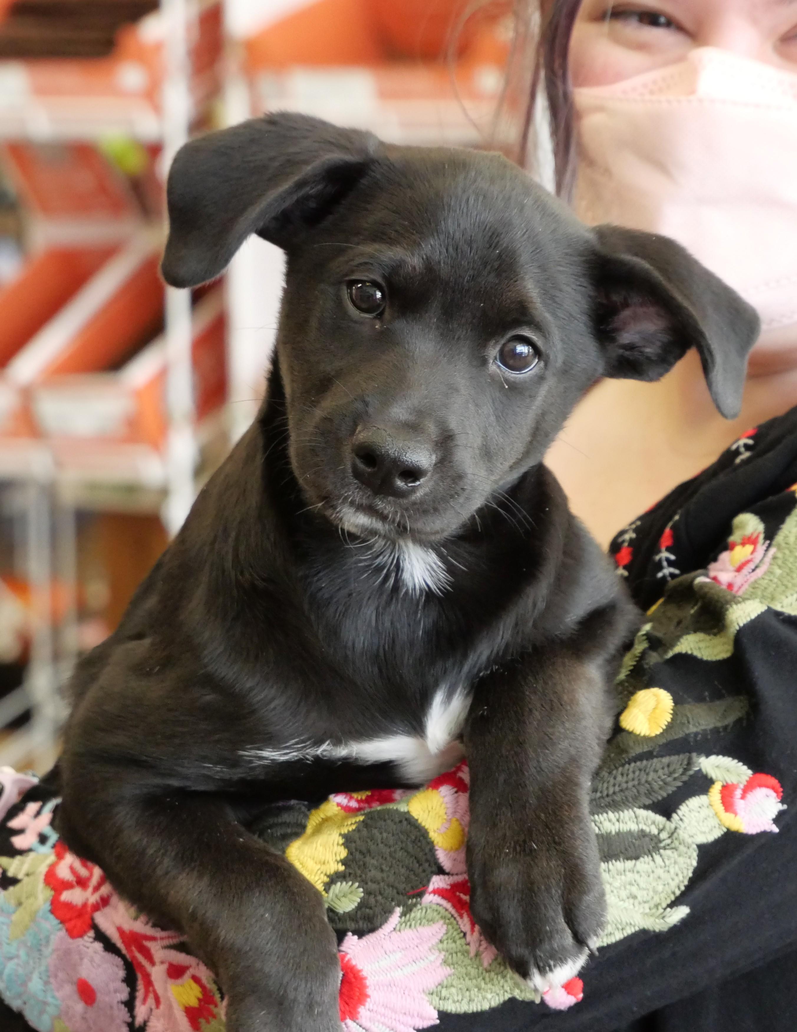 Squeaks, Adoptable, Puppy Male Labrador Retriever & Mixed Breed.
