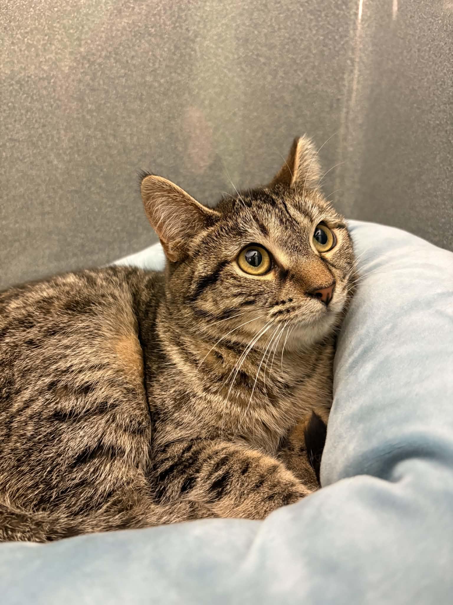 Enlarge Chloe (Working Cat), a ADOPTABLE Domestic Short Hair in Paris, ME image 1/2