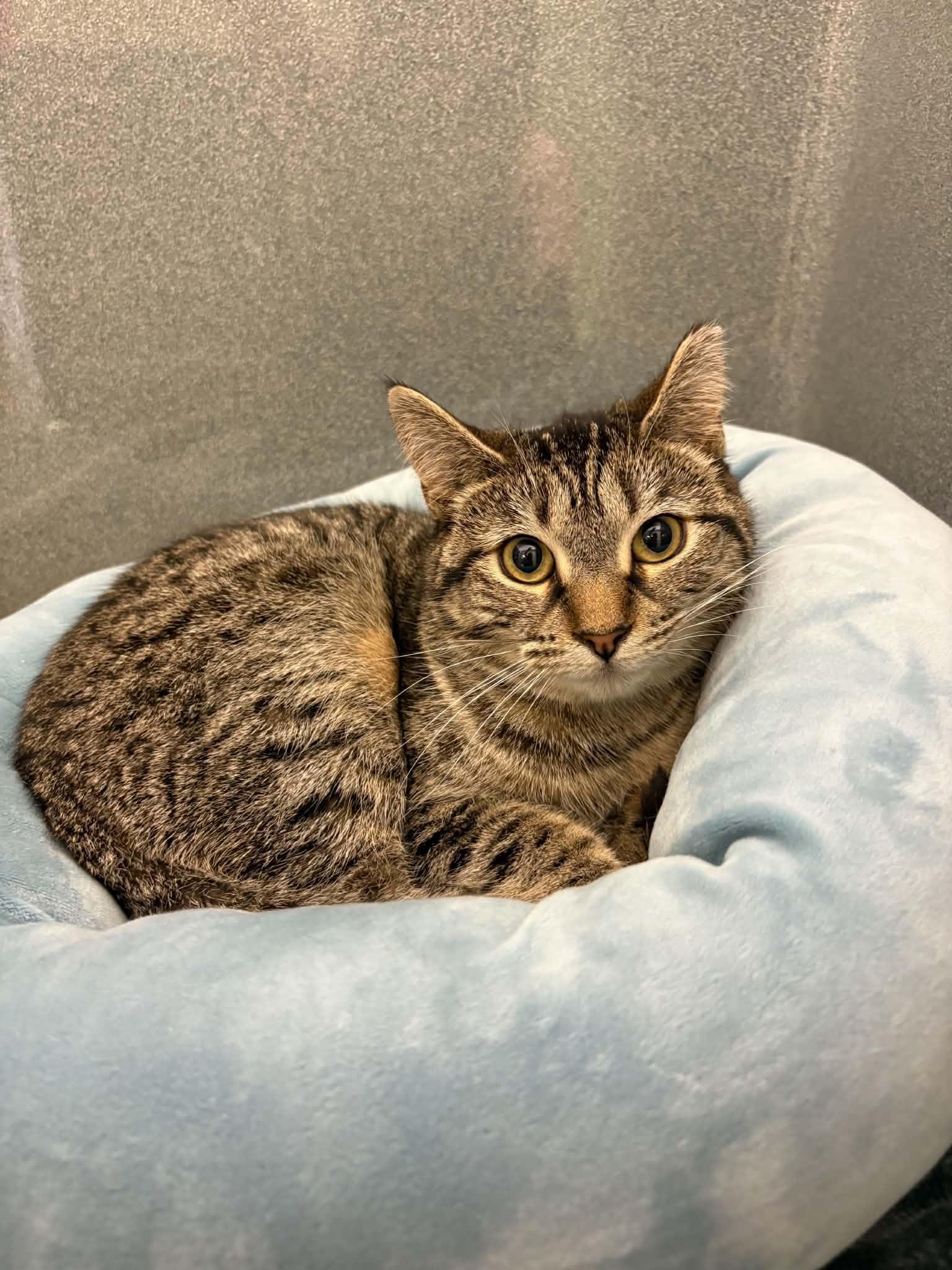 Enlarge Chloe (Working Cat), a ADOPTABLE Domestic Short Hair in Paris, ME image 2/2