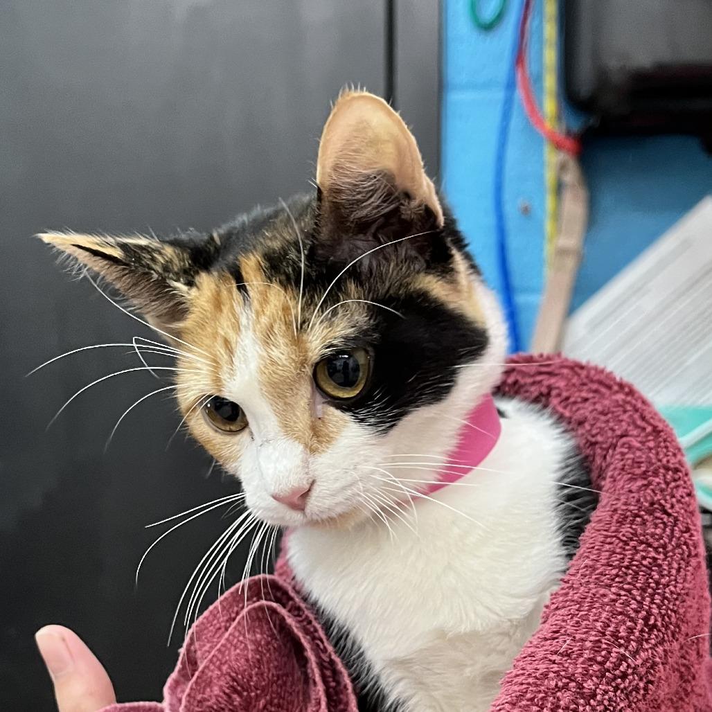 Sally, Adoptable, Kitten Female Domestic Short Hair.
