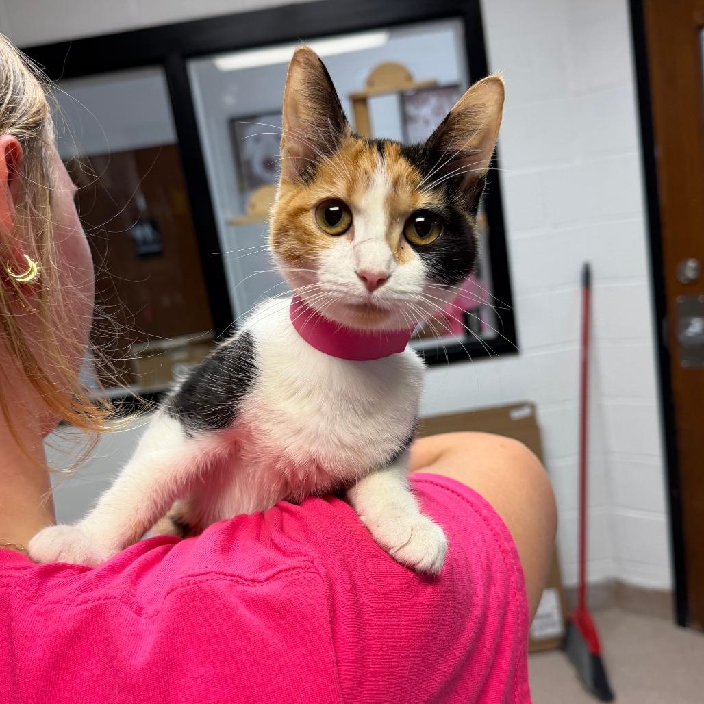 Enlarge Sally, a Adoptable Domestic Short Hair in Ardmore, OK image 2/2