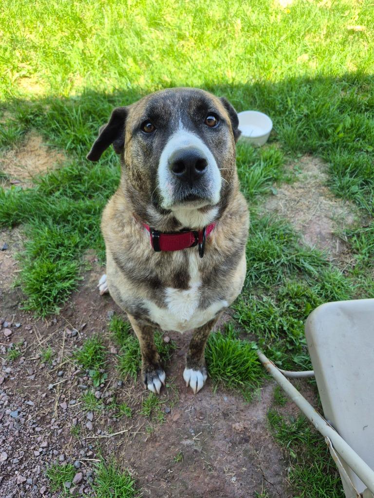 Jerry Turk, Adoptable, Adult Male German Shepherd Dog & Anatolian Shepherd.