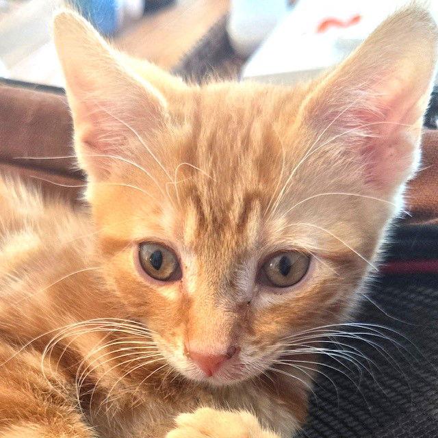 Clawde, a Adoptable American Shorthair in Flushing, NY image 1/3