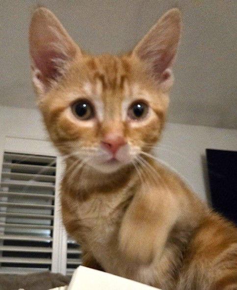 Clawde, a Adoptable American Shorthair in Flushing, NY image 2/3