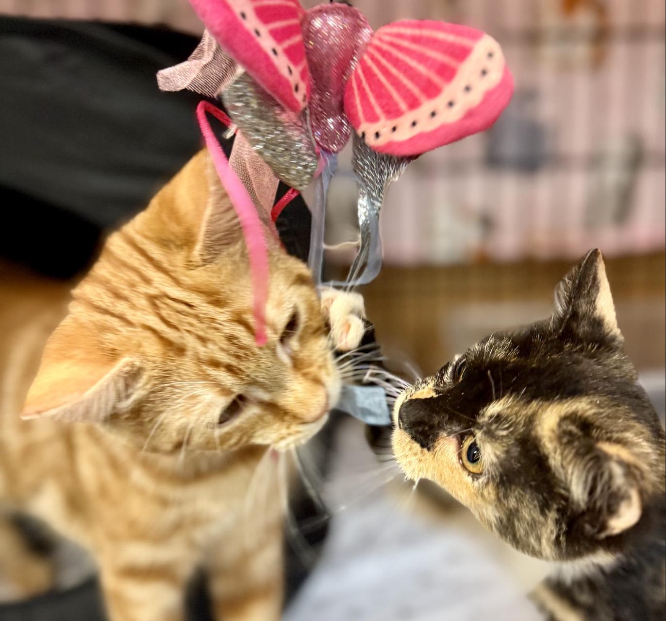 Enlarge CLAWDE (Bonded with Mousie), a Adoptable Domestic Short Hair in Flushing, NY image 3/3