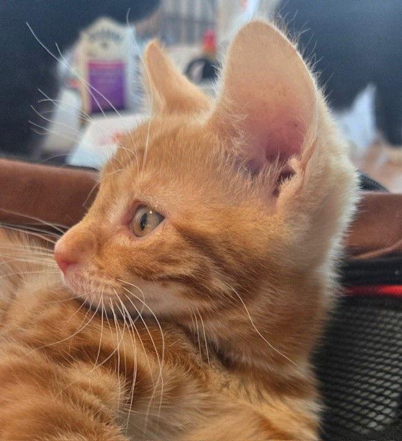 Clawde, a Adoptable American Shorthair in Flushing, NY image 3/3