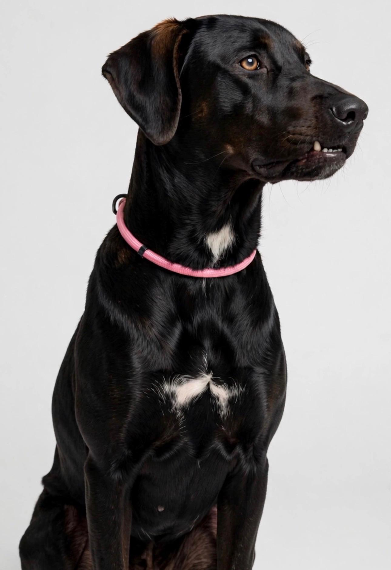 Enlarge PETRA, a Adoptable Black Labrador Retriever in Vancouver, WA image 5/6