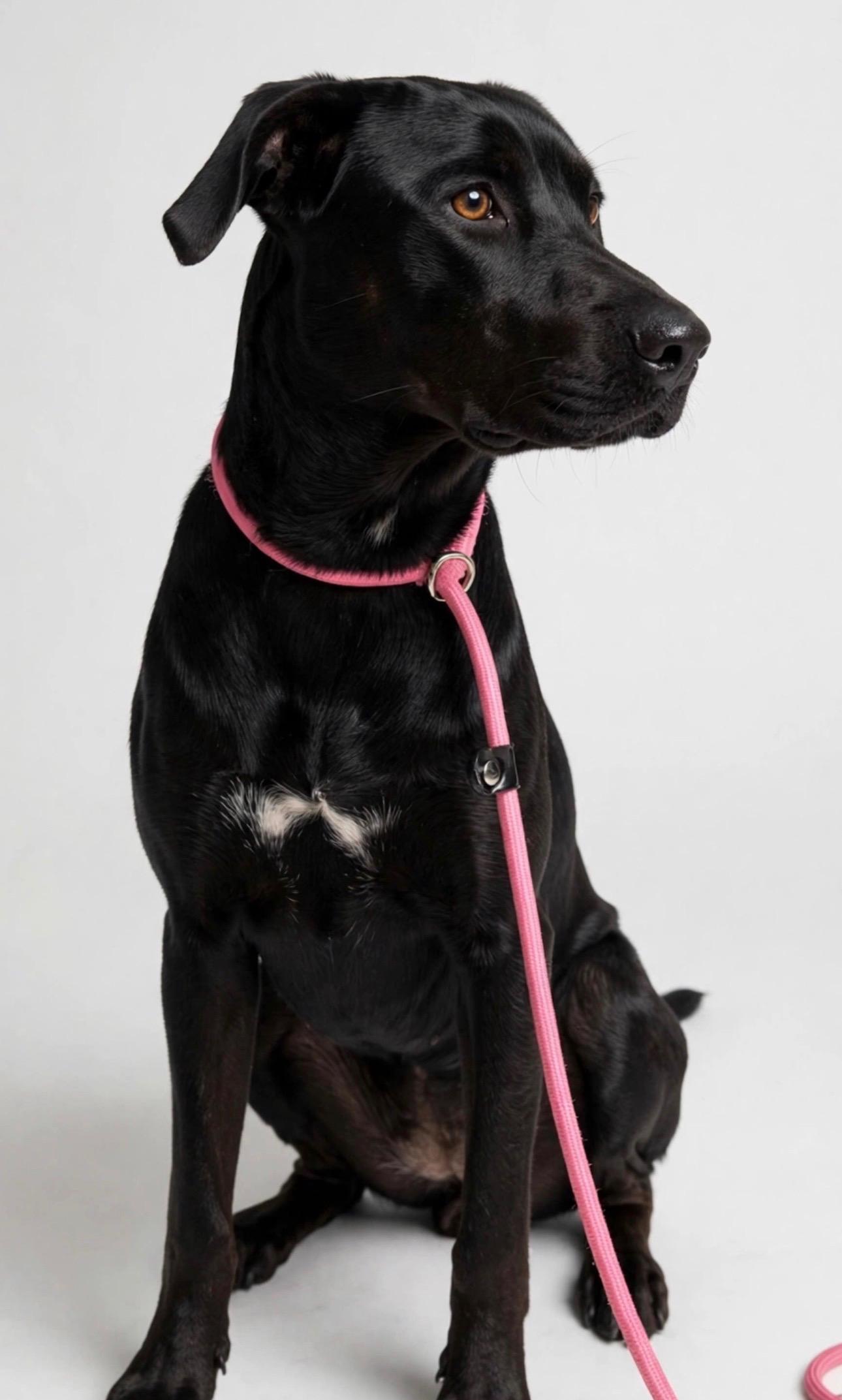 PETRA, Adoptable, Young Female Black Labrador Retriever.