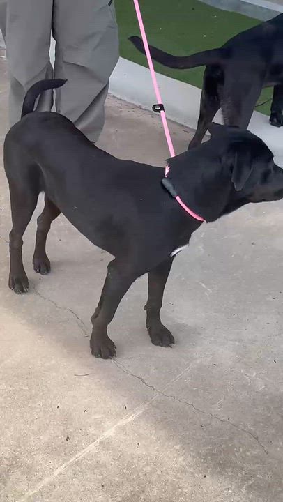 Enlarge PETRA, a Adoptable Black Labrador Retriever in Vancouver, WA video 6/6