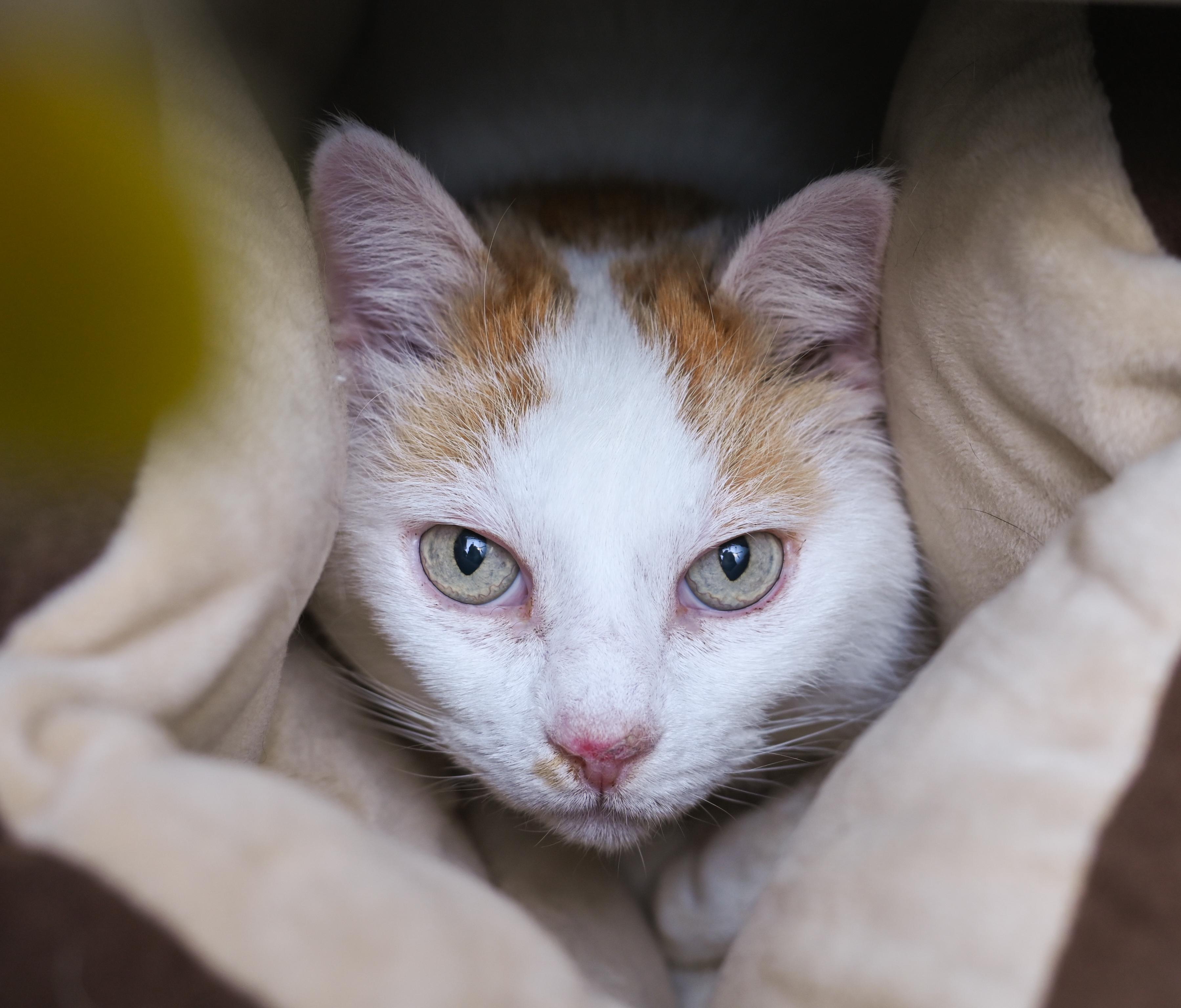 Enlarge Houdini, a ADOPTABLE mixed breed in Chattanooga, TN image 3/3