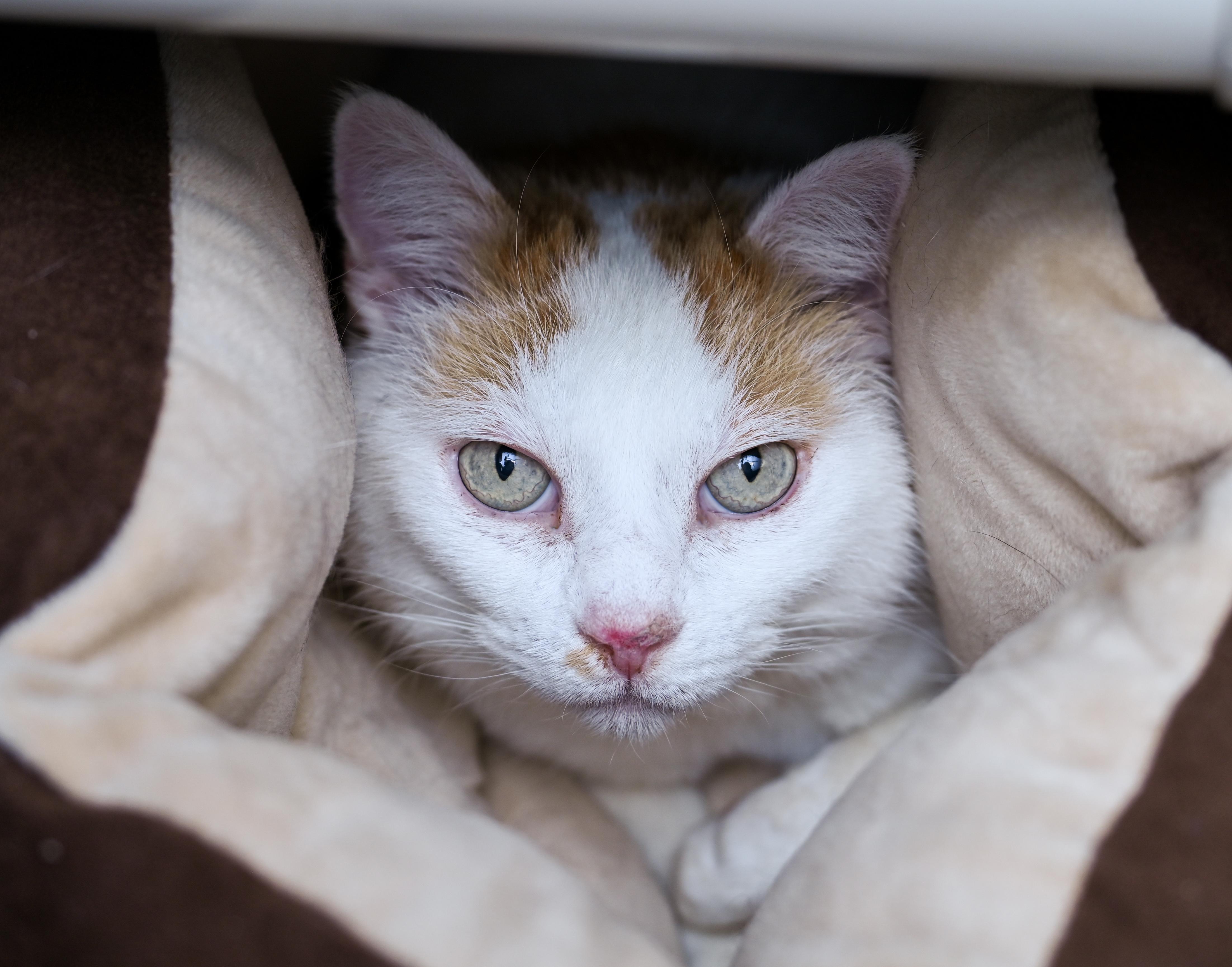 Enlarge Houdini, a ADOPTABLE mixed breed in Chattanooga, TN image 1/3