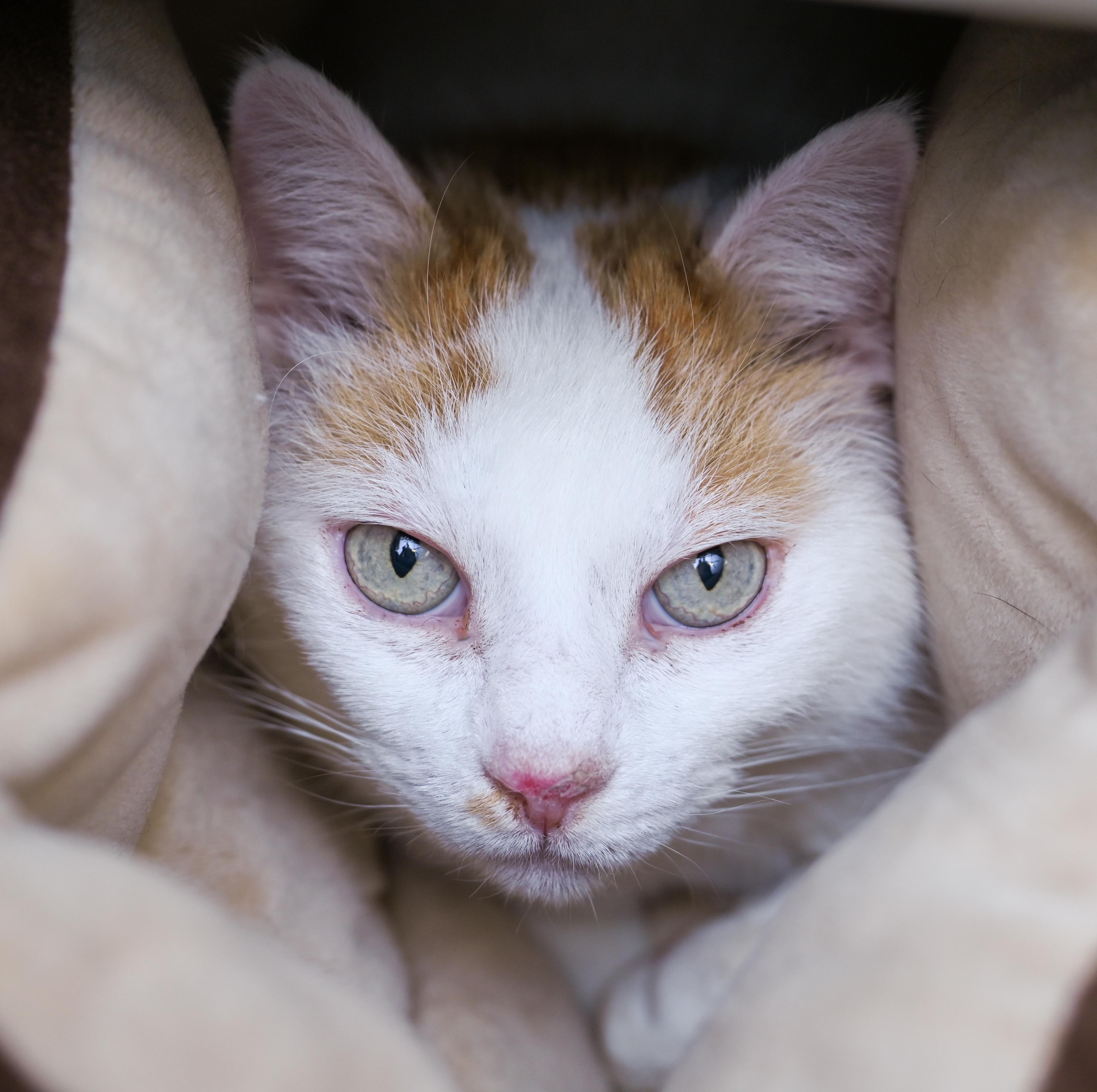 Enlarge Houdini, a ADOPTABLE mixed breed in Chattanooga, TN image 2/3