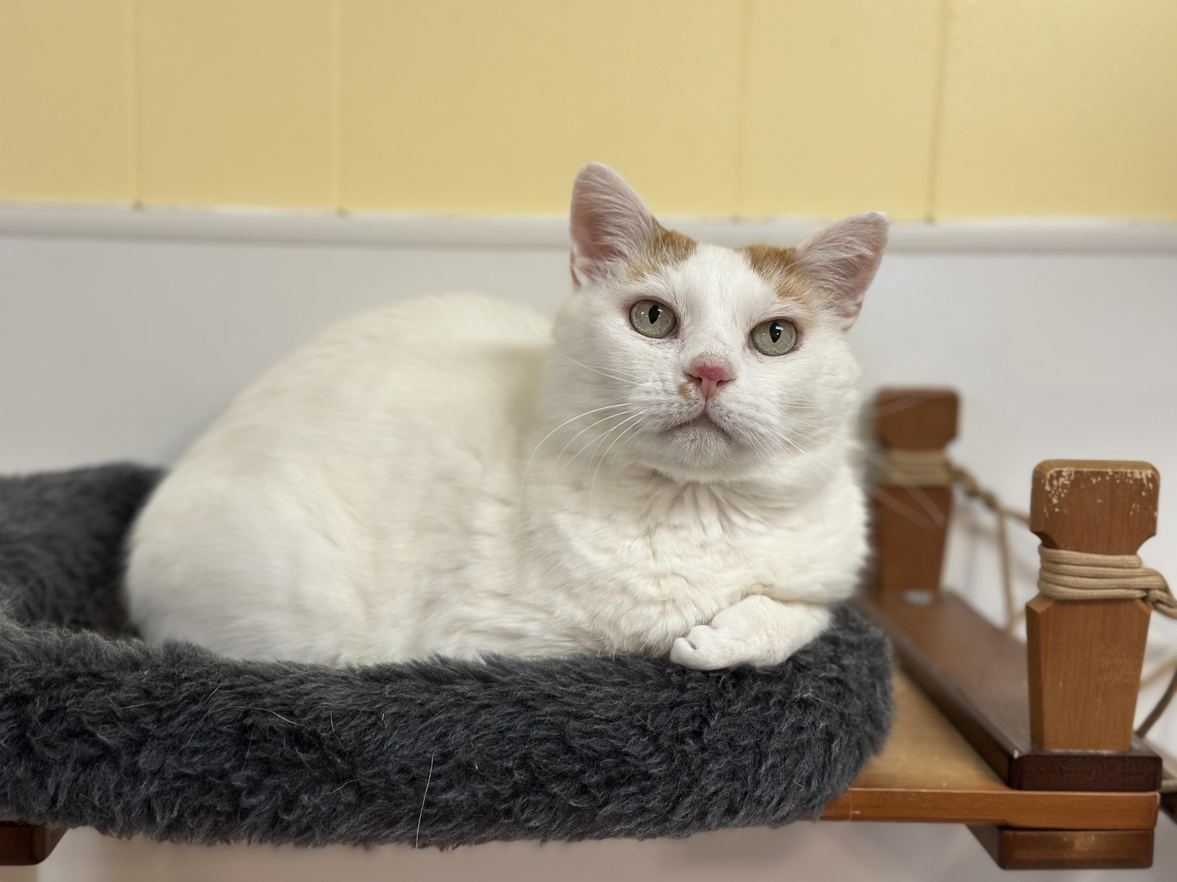 Houdini, a ADOPTABLE mixed breed in Chattanooga, TN image 2/6