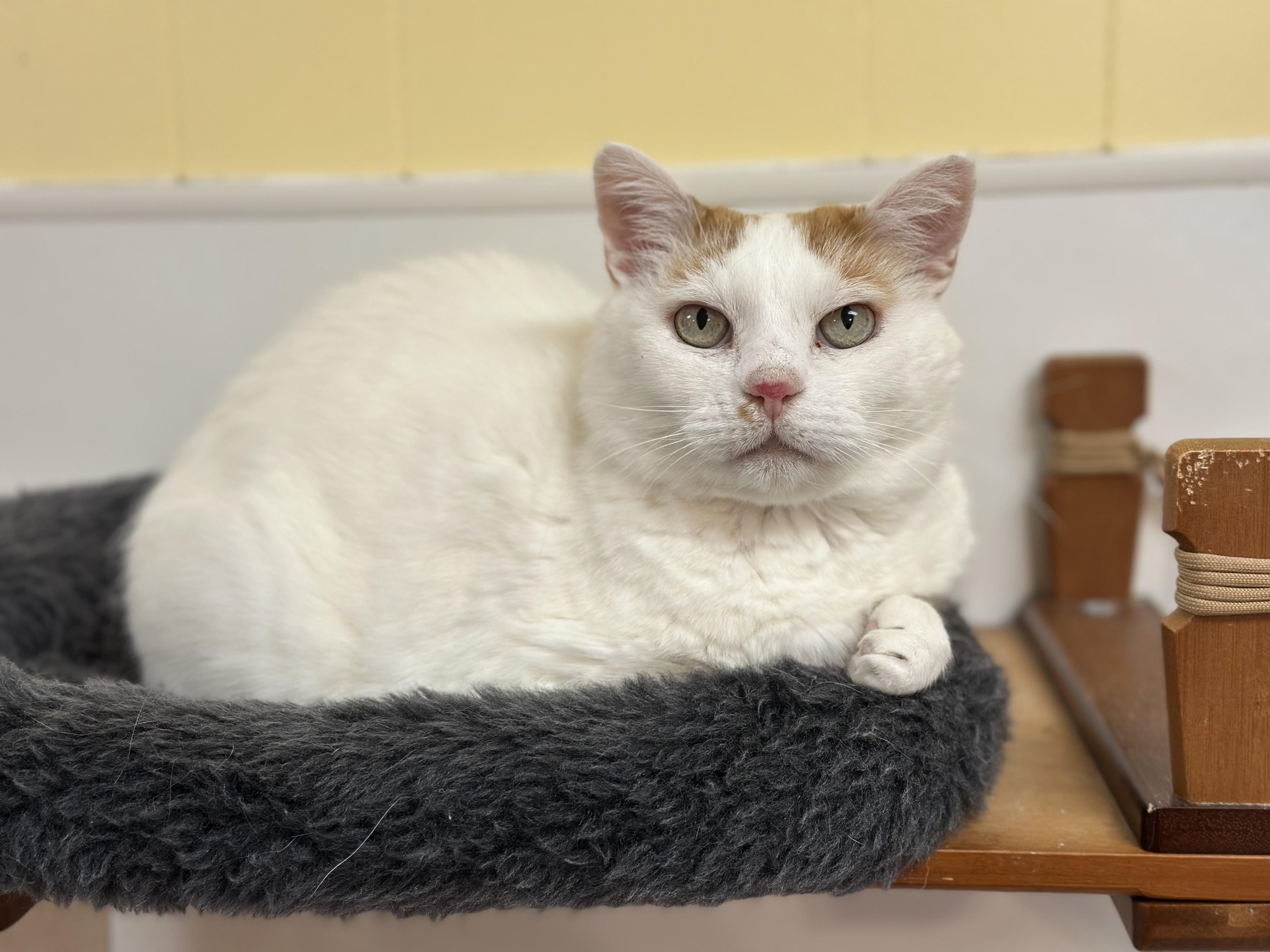 Houdini, a ADOPTABLE mixed breed in Chattanooga, TN image 5/6