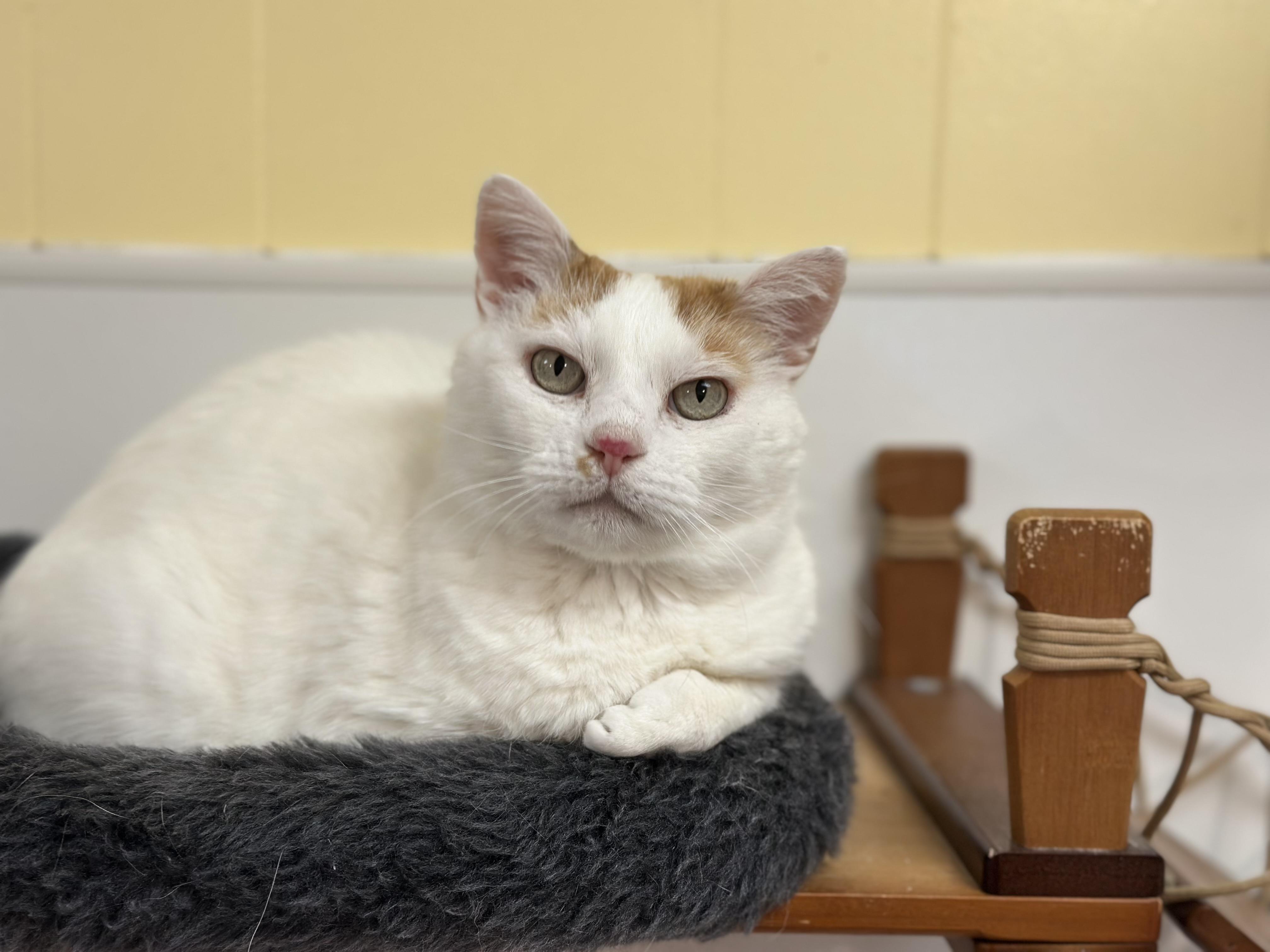 Houdini, a ADOPTABLE mixed breed in Chattanooga, TN image 4/6