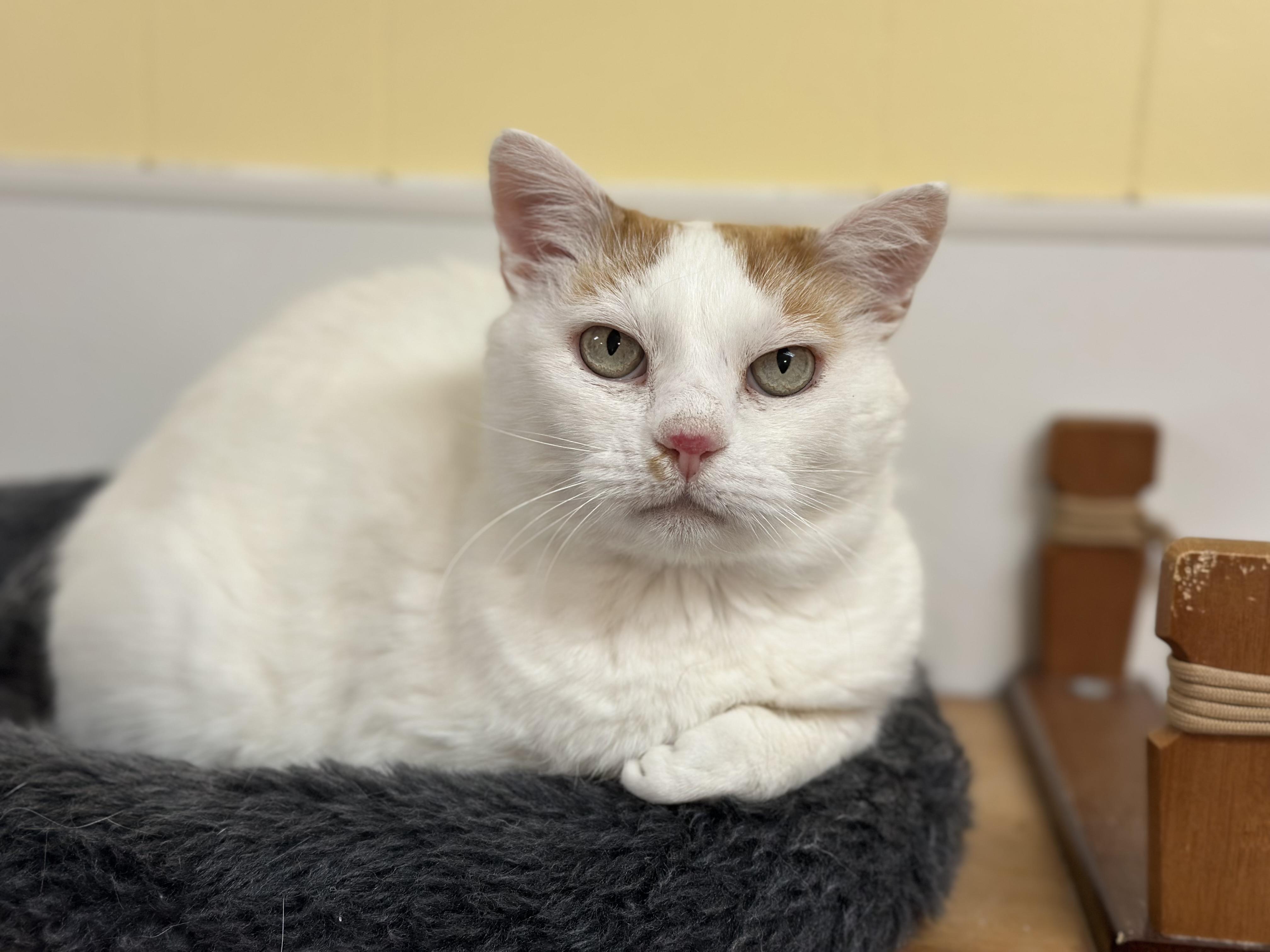 Houdini, a ADOPTABLE mixed breed in Chattanooga, TN image 1/6
