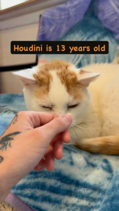 Enlarge Houdini, a ADOPTABLE mixed breed in Chattanooga, TN video 6/6