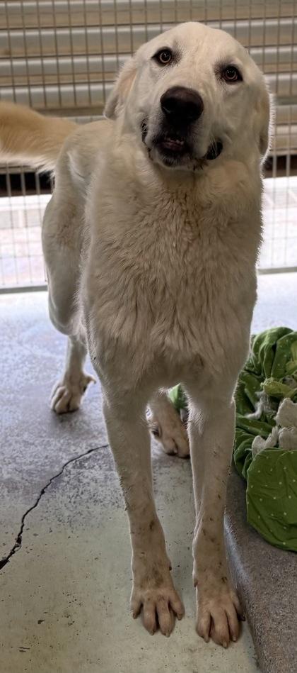 Dee, Adoptable, Adult Male Great Pyrenees & Mixed Breed.