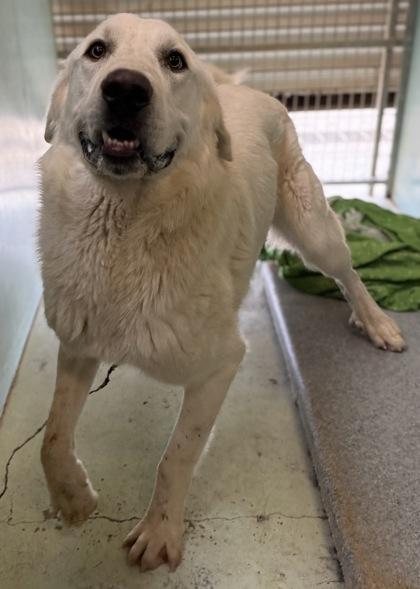 Enlarge Dee, a Adoptable mixed breed in Madera, CA image 2/3