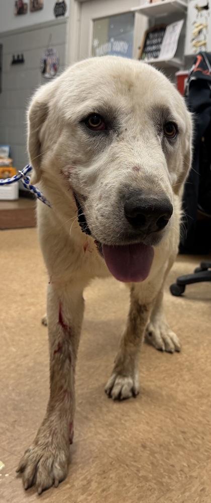 Dee, Adoptable, Adult Male Great Pyrenees & Mixed Breed.