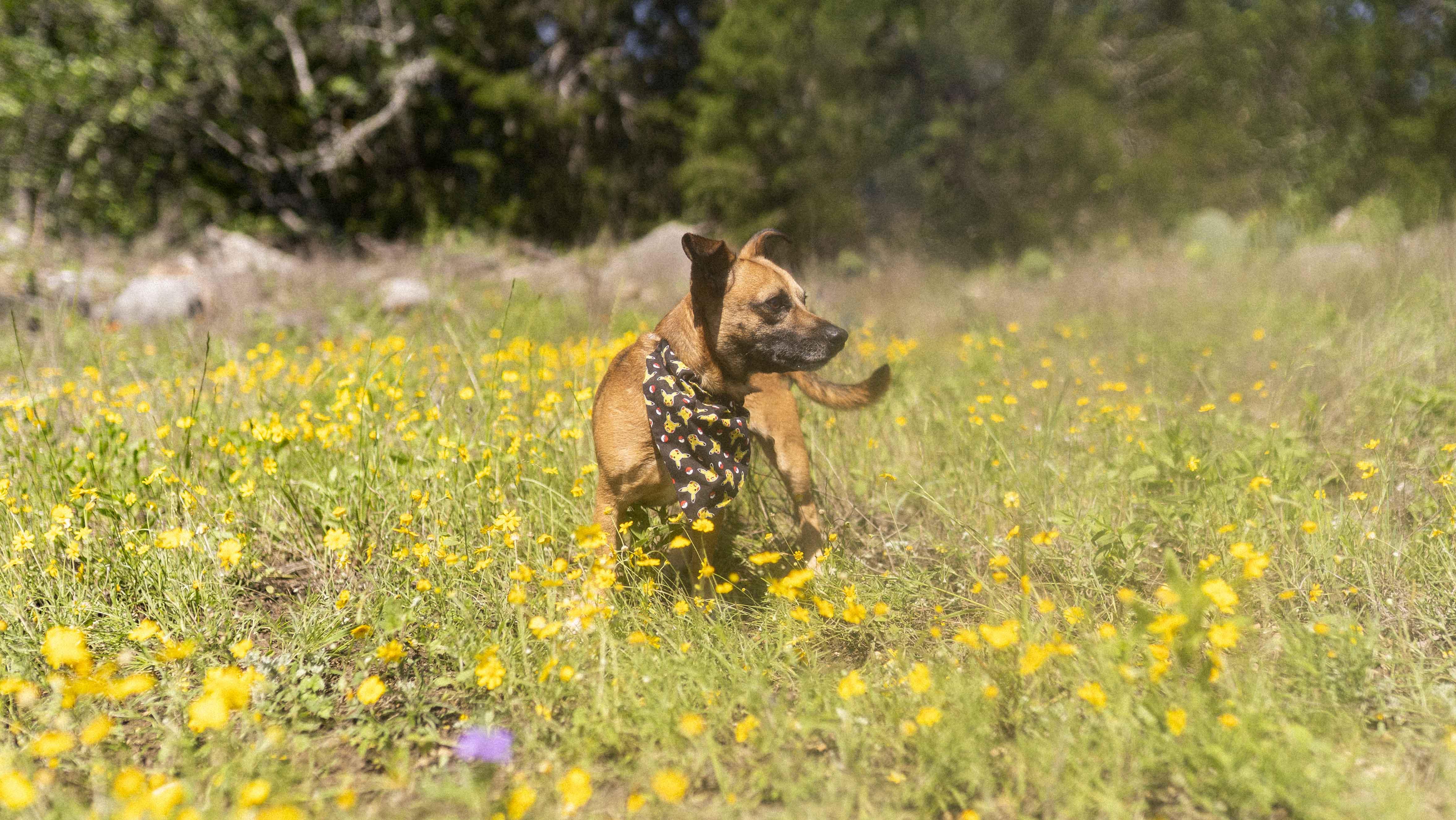 Asher, a Adoptable Chiweenie in Driftwood, TX image 5/6
