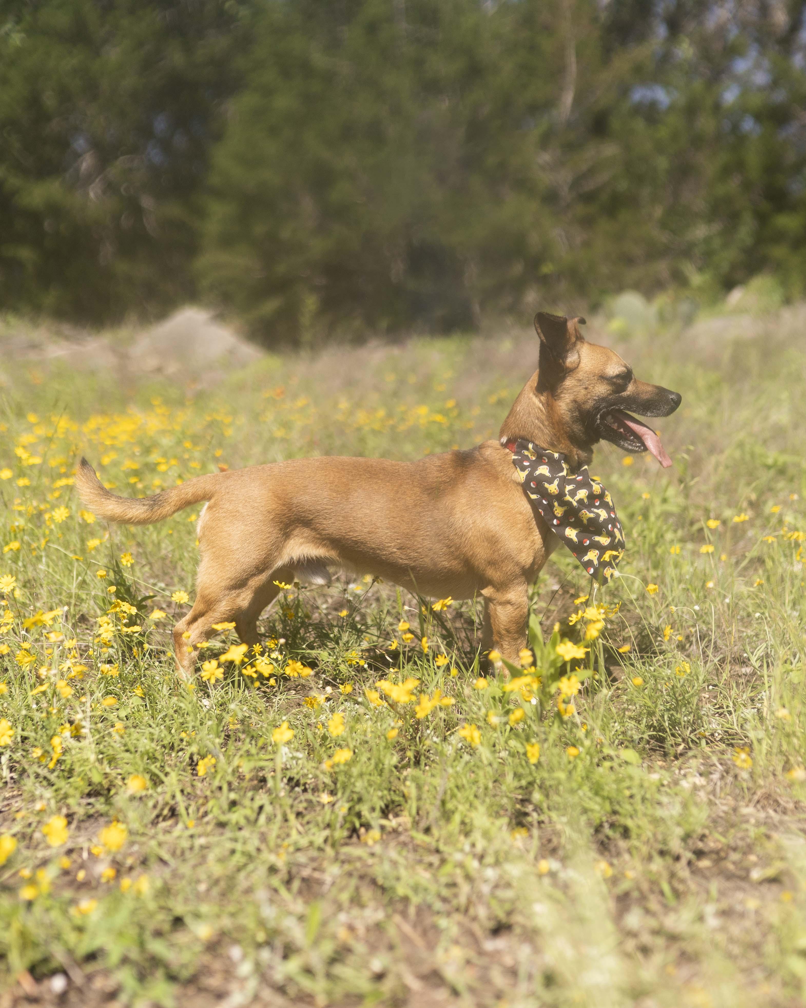 Asher, a Adoptable Chiweenie in Driftwood, TX image 3/6