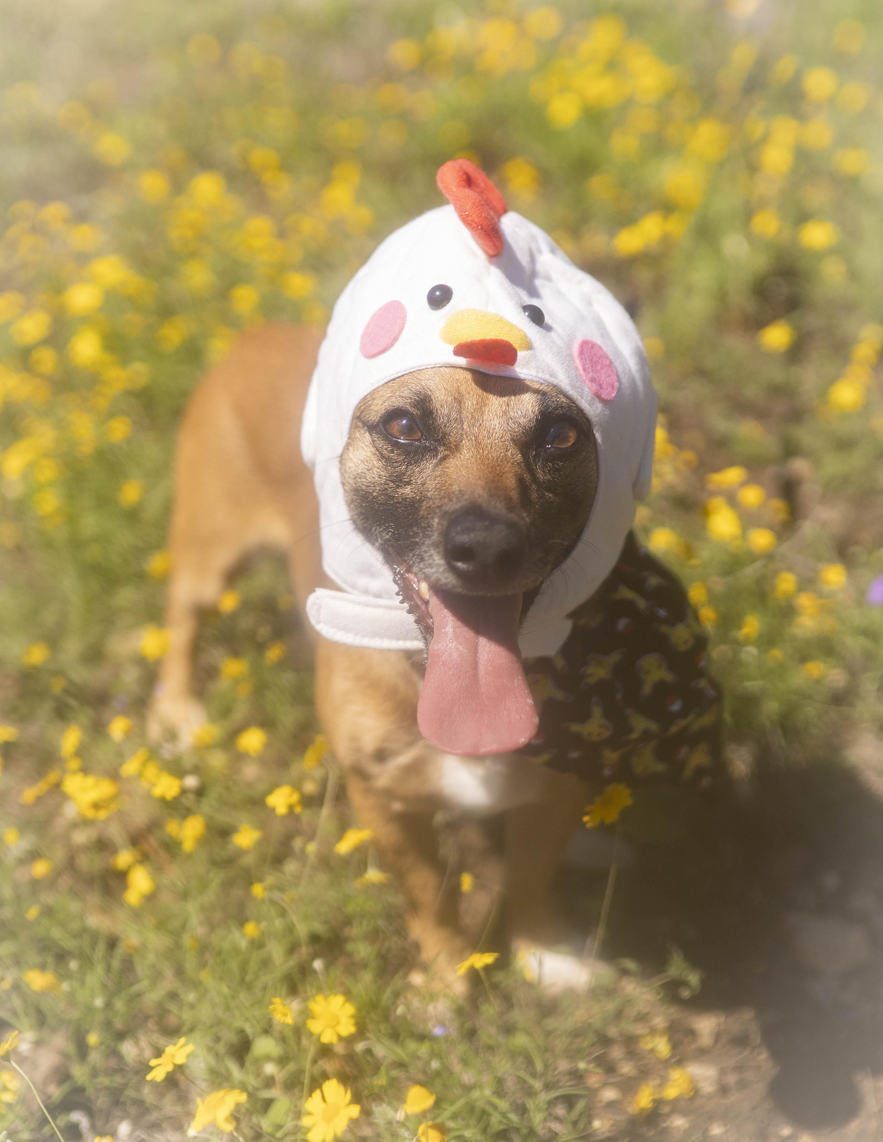 Asher, Adoptable, Adult Male Chiweenie.