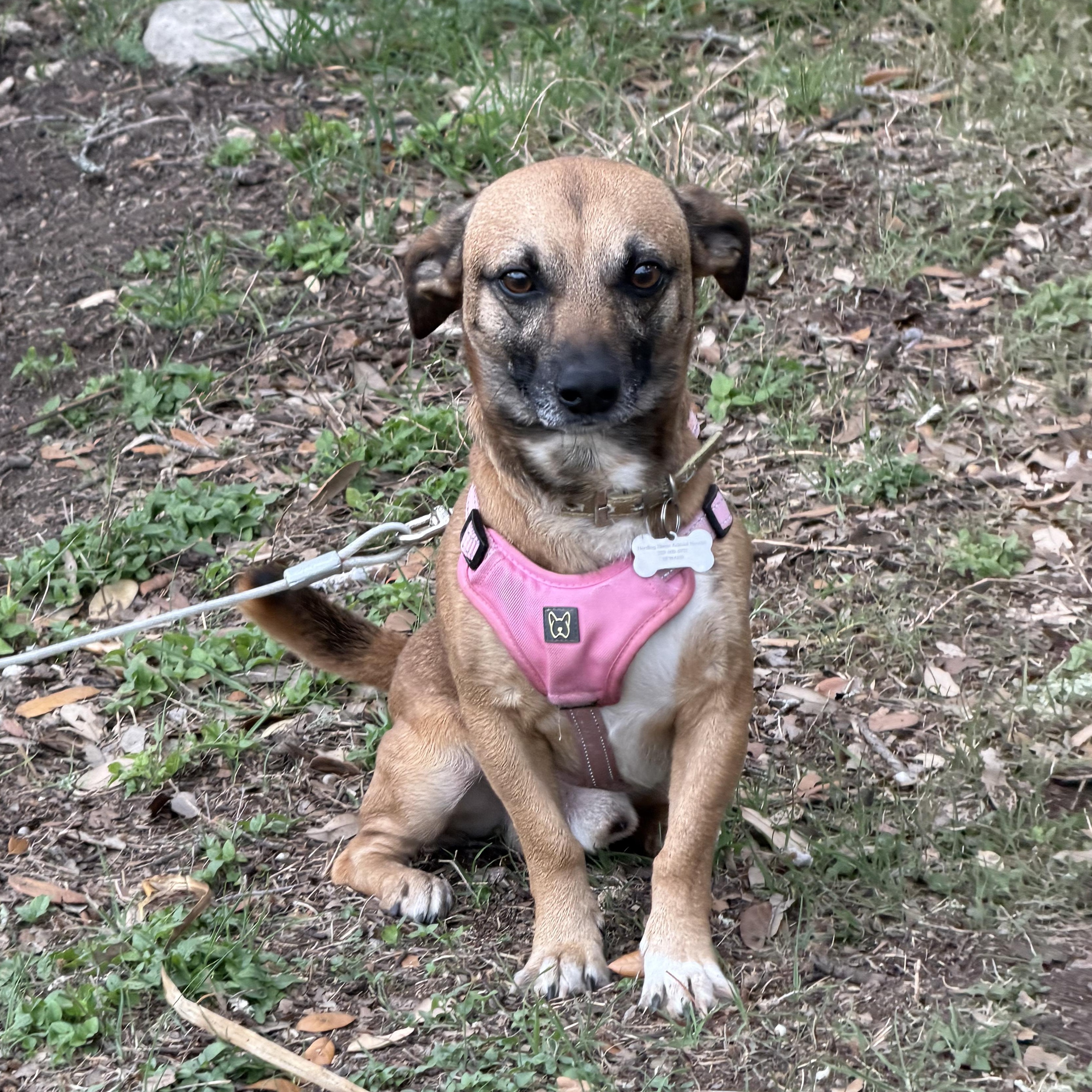 Asher, a Adoptable Chiweenie in Driftwood, TX image 6/6