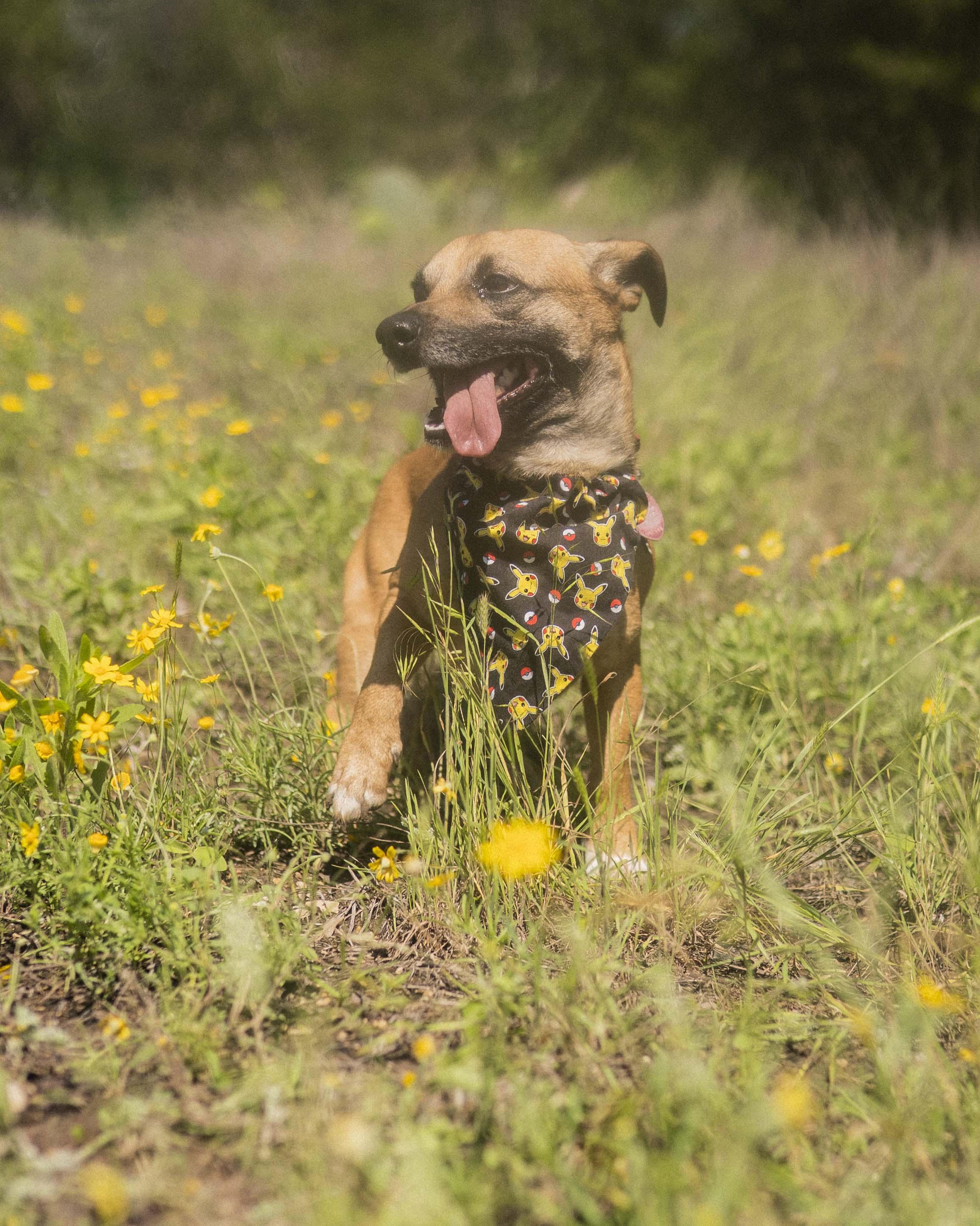 Asher, a Adoptable Chiweenie in Driftwood, TX image 2/6