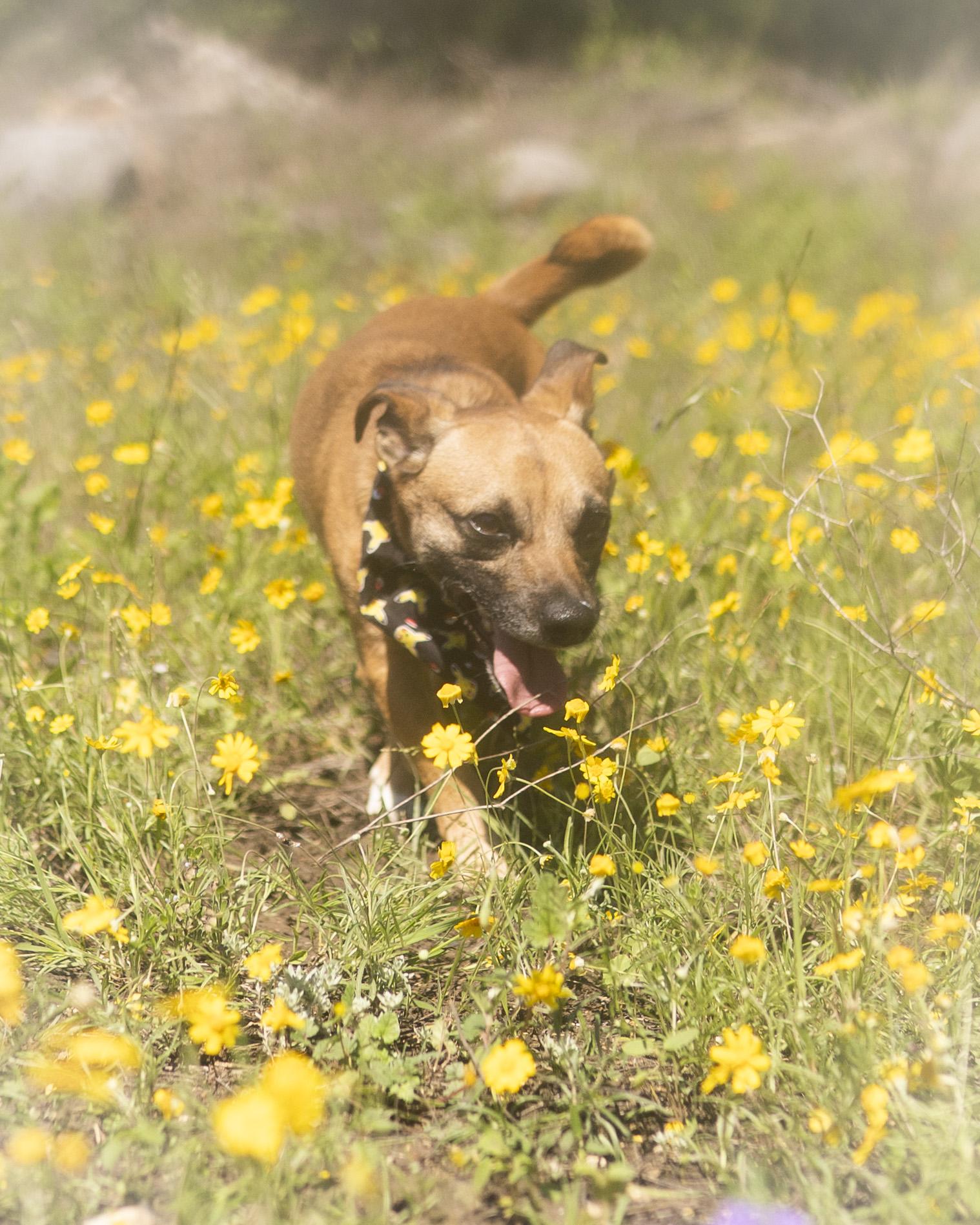 Asher, a Adoptable Chiweenie in Driftwood, TX image 4/6